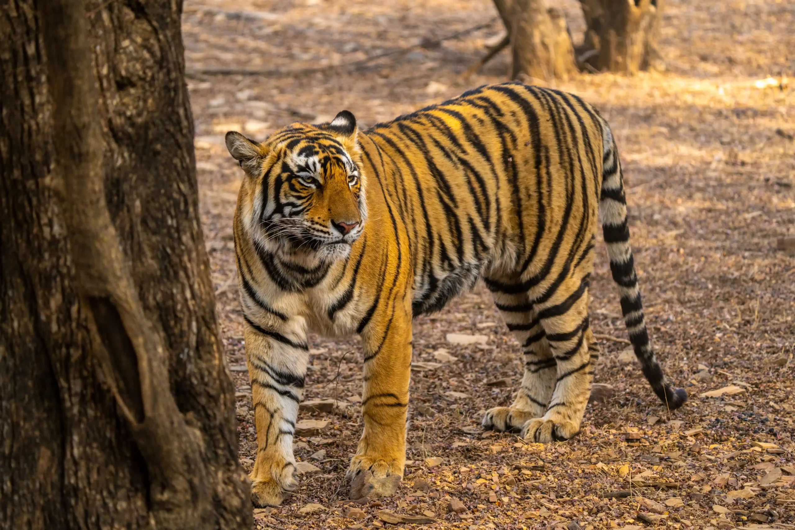 A Bengal tiger stands alert beside a tree in the dry forest floor, surrounded by scattered leaves and tall trunks at Ranthambore National Park.