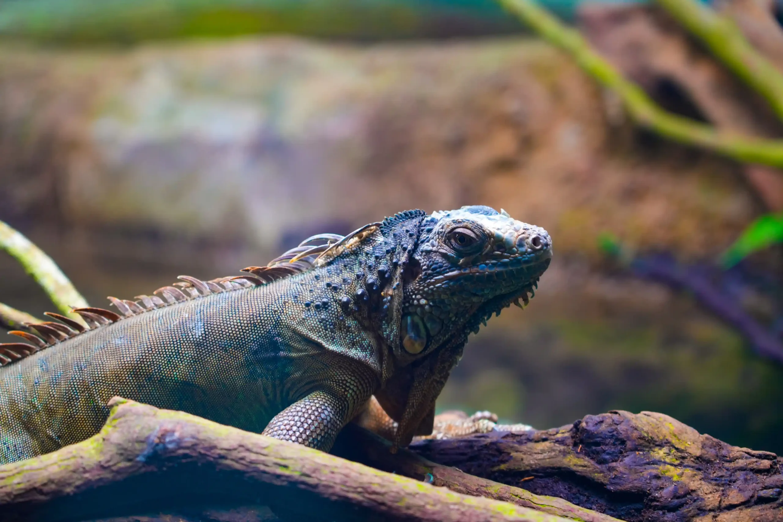 A close-up view of an iguana resting on a tree branch, featuring textured, scaled skin and spiny ridges along its back, set in a lush, green environment.