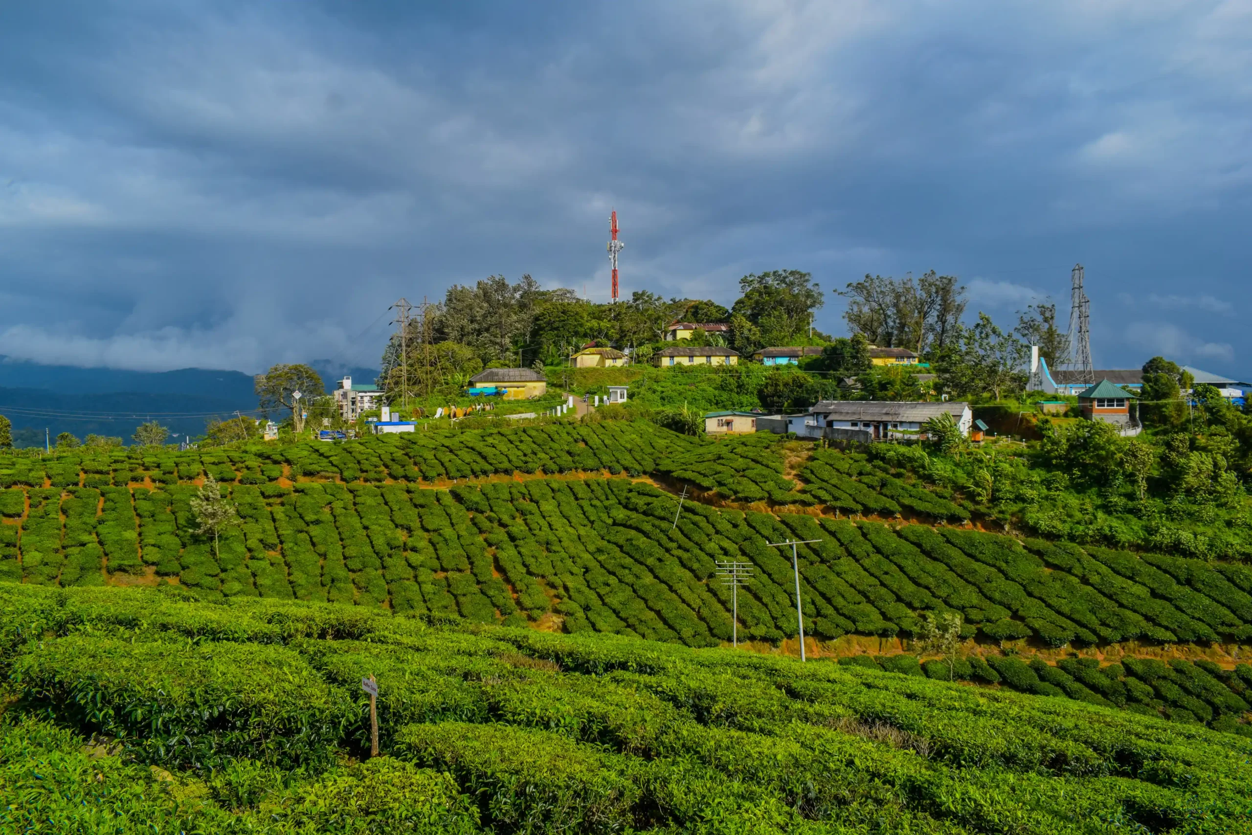 Rows of green tea bushes cover rolling hills with village houses and cloudy skies in Munnar during the monsoon.