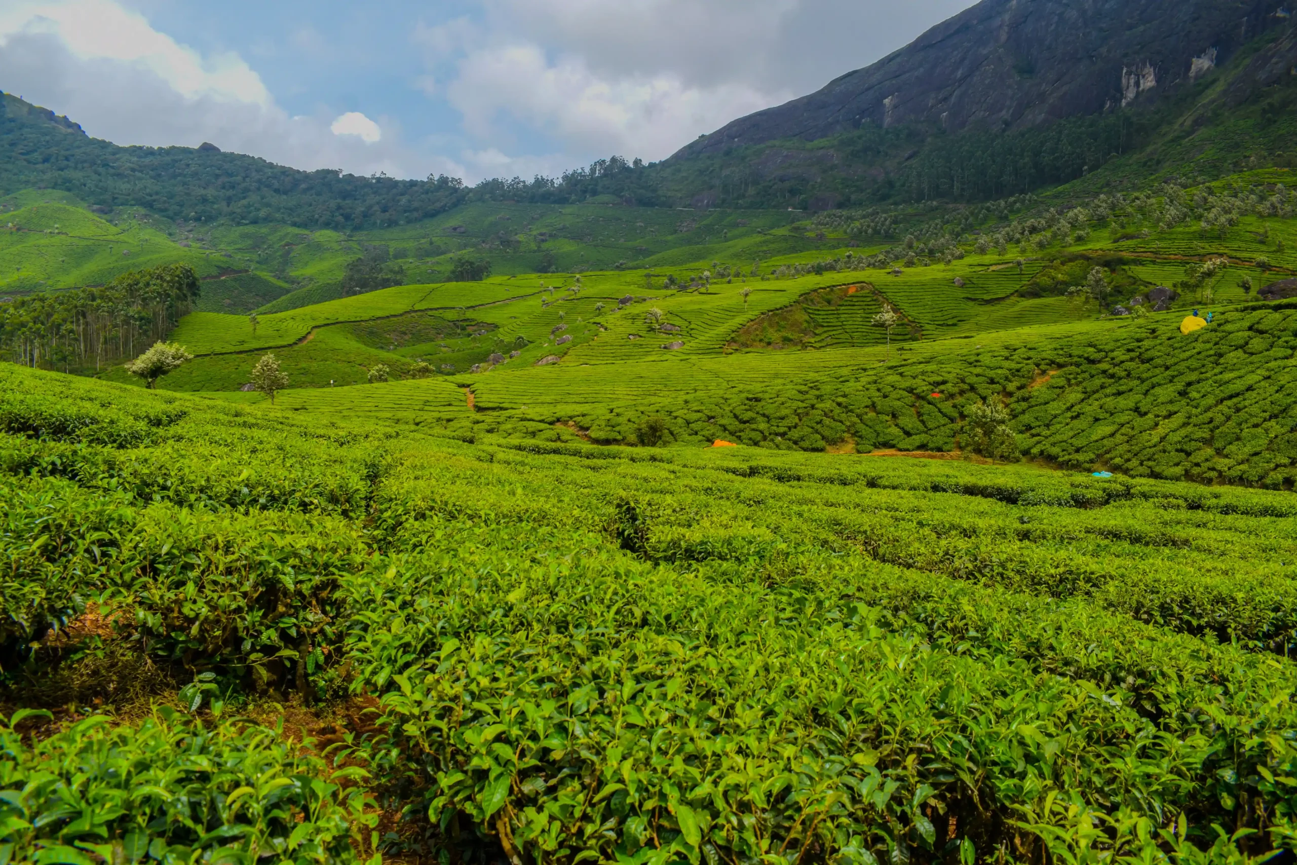 Lush green tea bushes spread across gently rolling hills under cloudy monsoon skies in Munnar, Kerala.