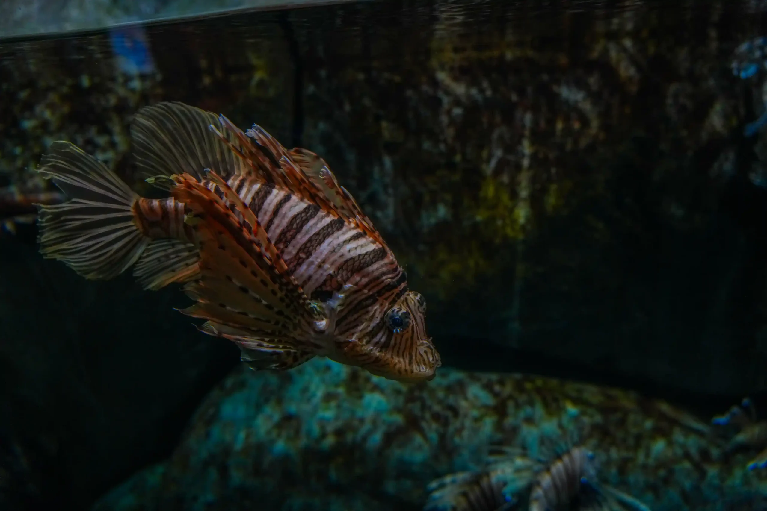 Close-up of a striped fish with black and reddish-brown stripes swimming in an aquarium with dark background.