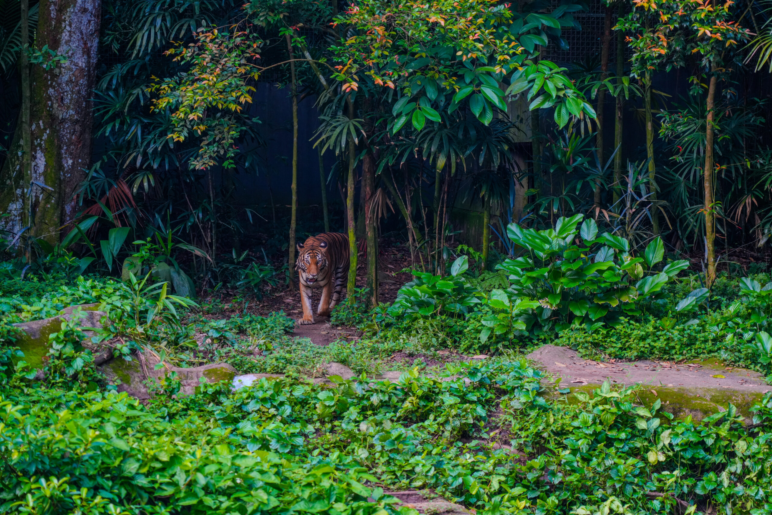 A tiger walks from dense forest into a green clearing.