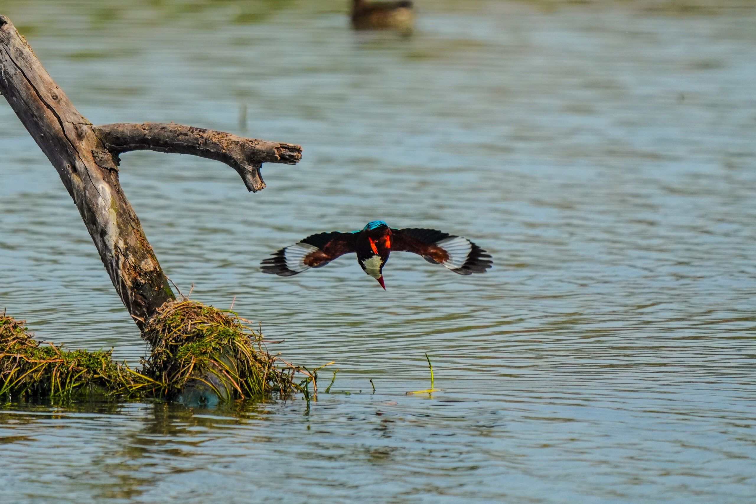 A kingfisher in flight, wings spread wide, swooping low over water with a log and grassy mound nearby.