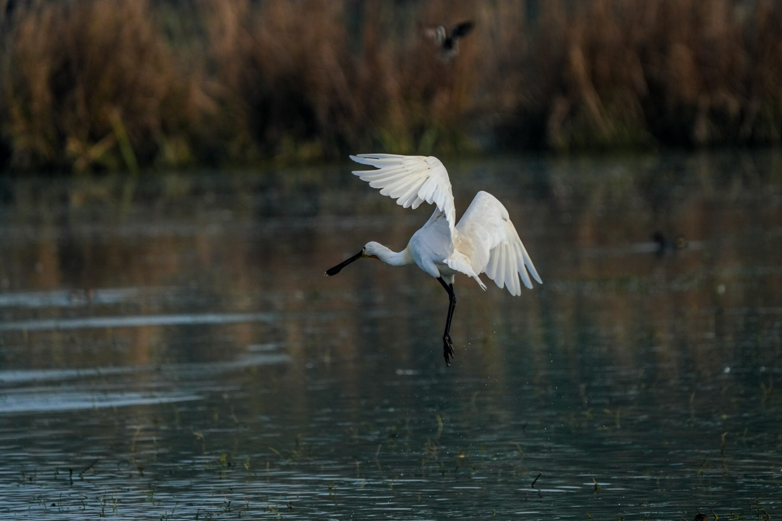 A white spoonbill with outstretched wings hovers above shallow water in a marshy wetland.