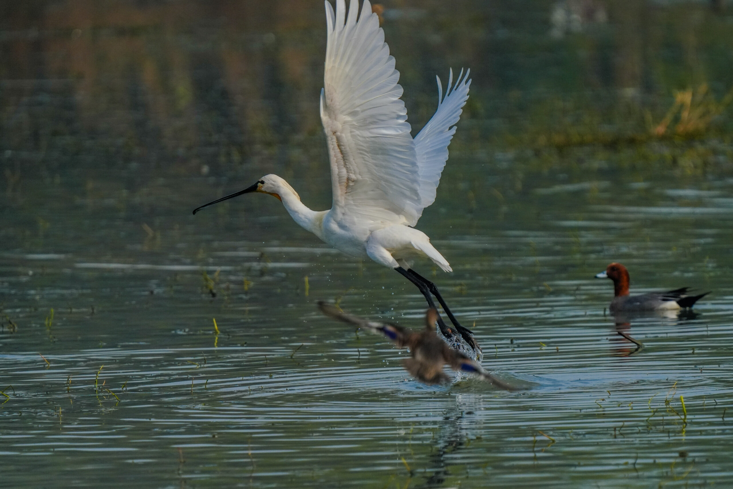 Eurasian Spoonbill flying over water with ducks at Sultanpur Bird Sanctuary