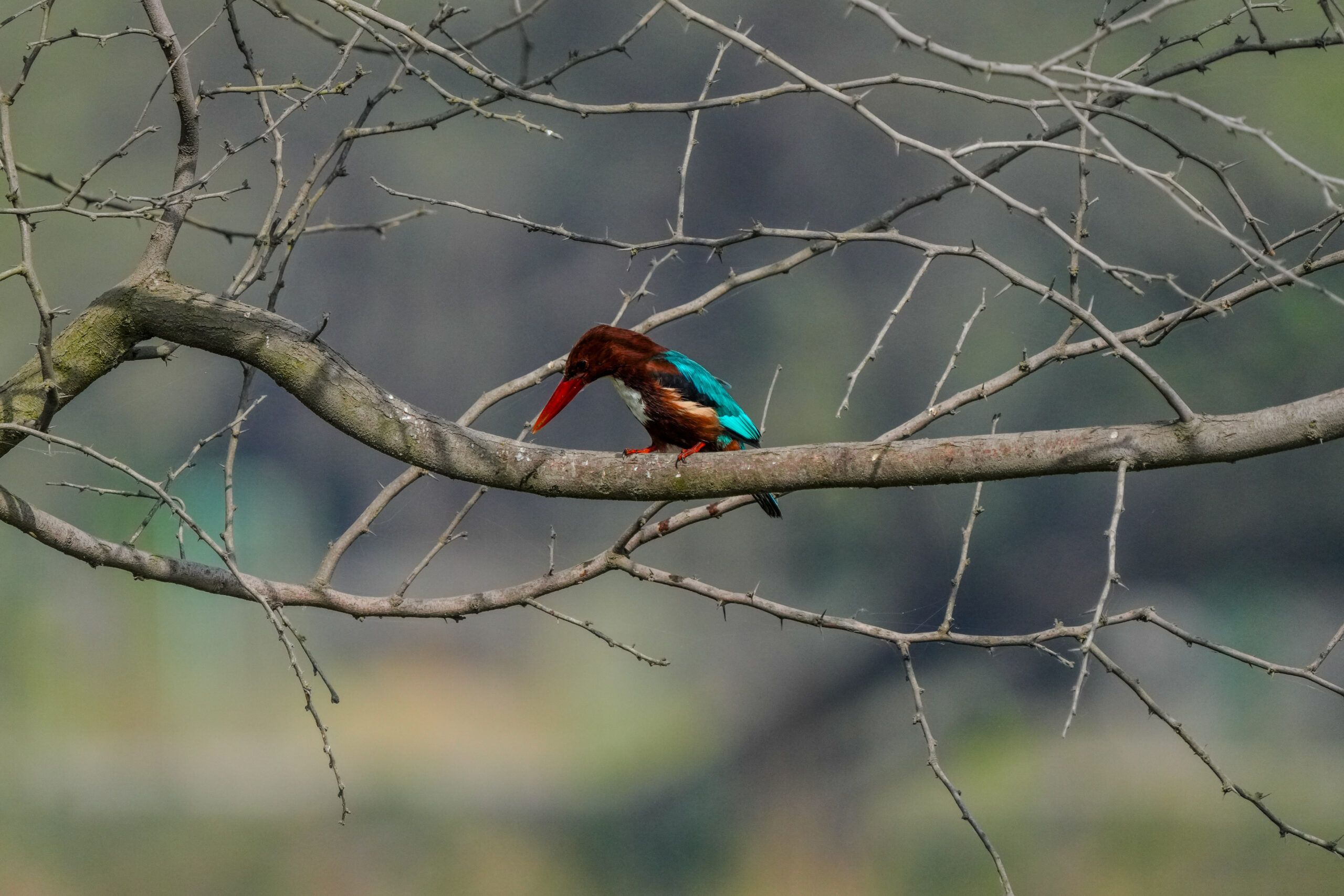 A vivid kingfisher with blue wings and a red beak perches on a bare tree branch at Sultanpur Bird Sanctuary.
