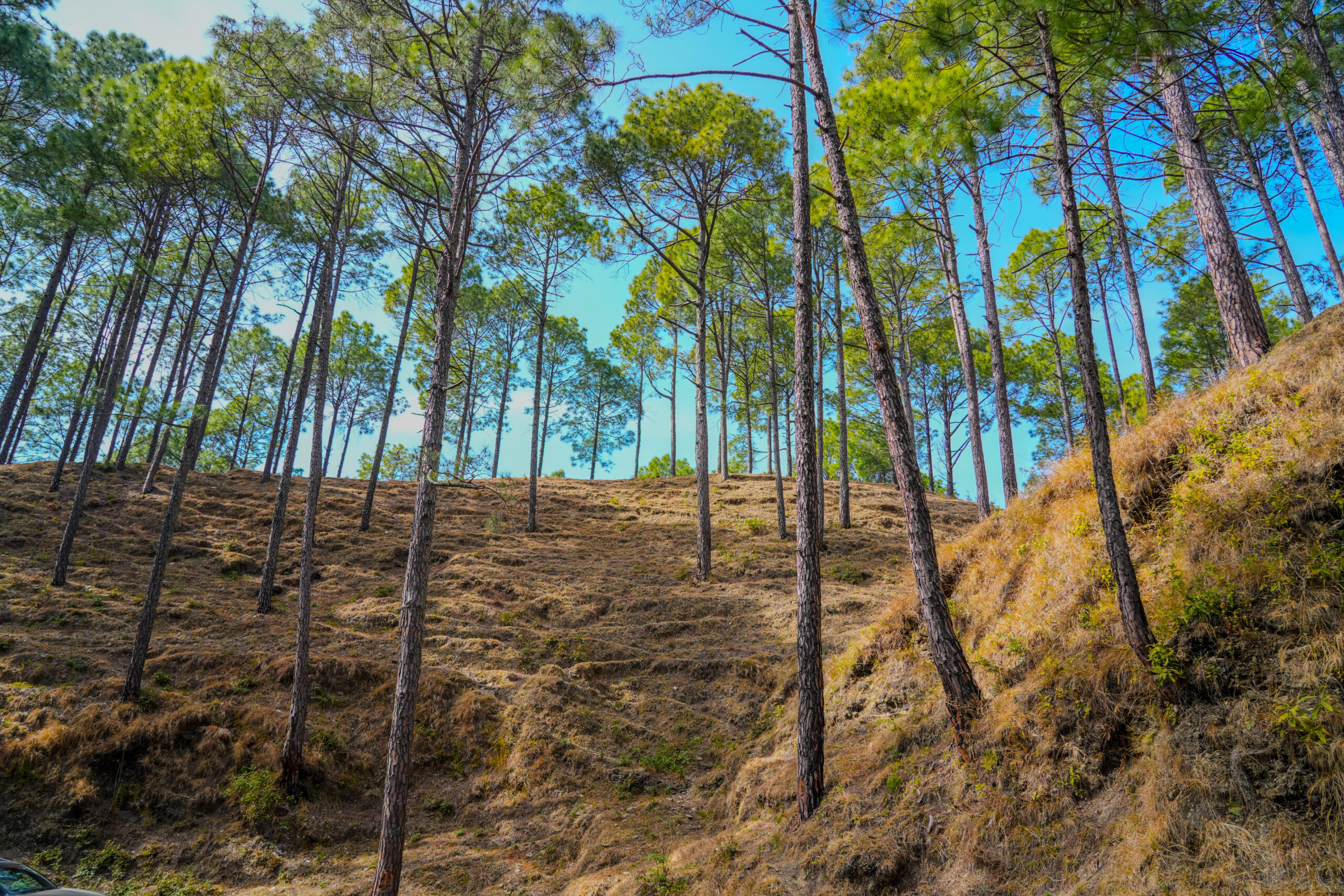 Tall pine trees grow on a dry, grassy hillside under a bright blue sky.