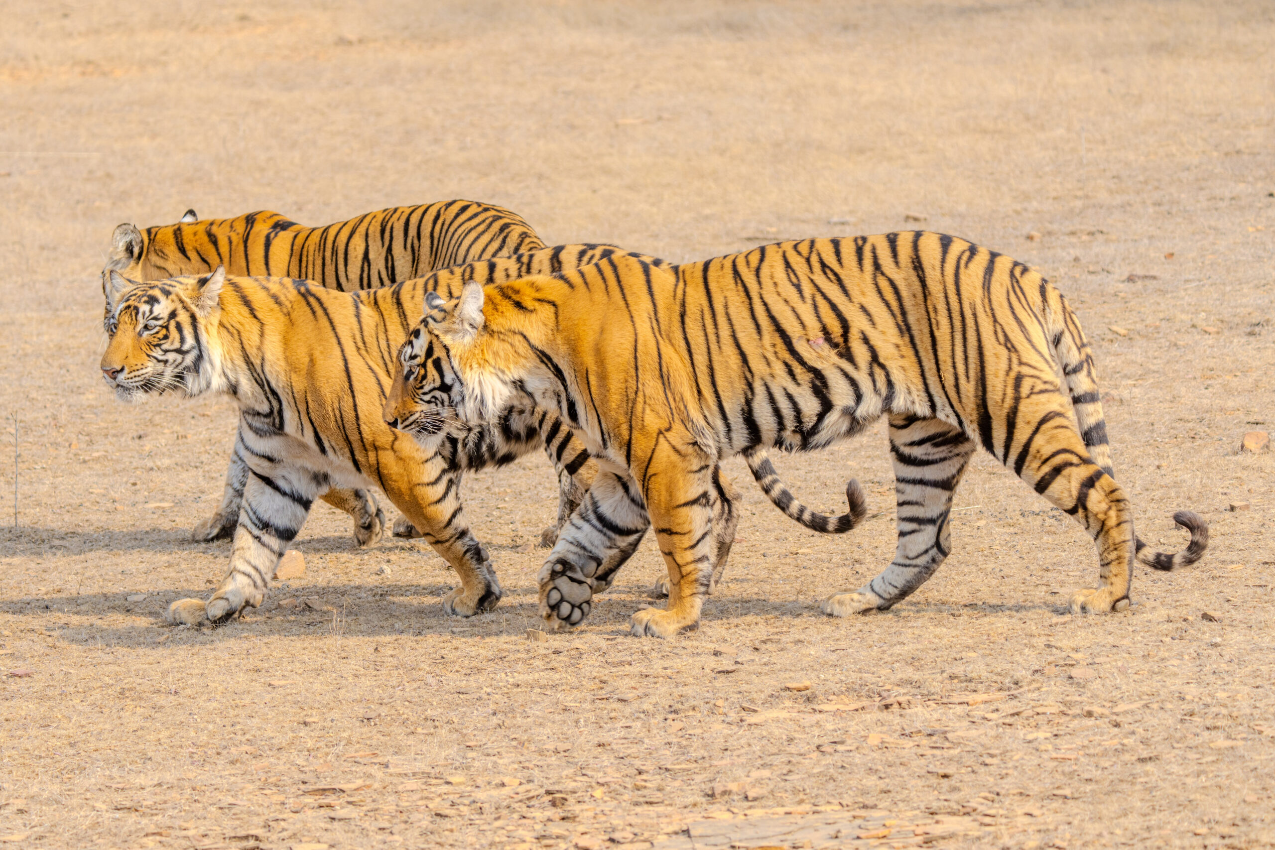 Three Bengal tigers walk together across a dry, open landscape in Ranthambore National Park, showcasing their magnificent striped coats in the golden sunlight.
