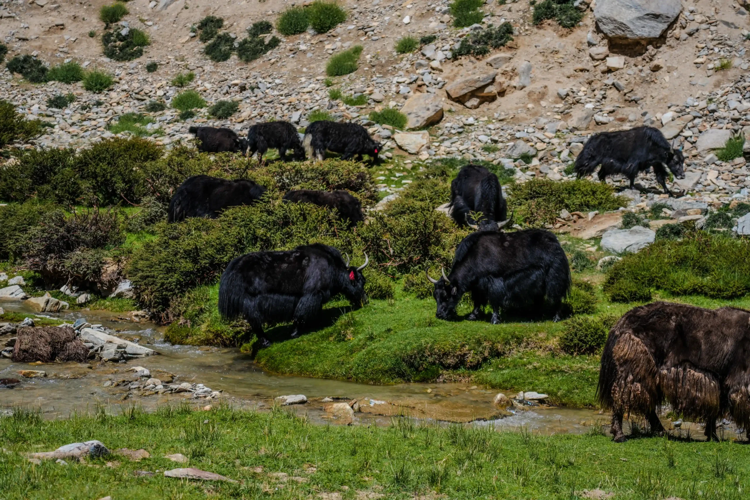 Herd of black yaks grazing alongside a clear stream on lush green pastures in Leh, Ladakh.
