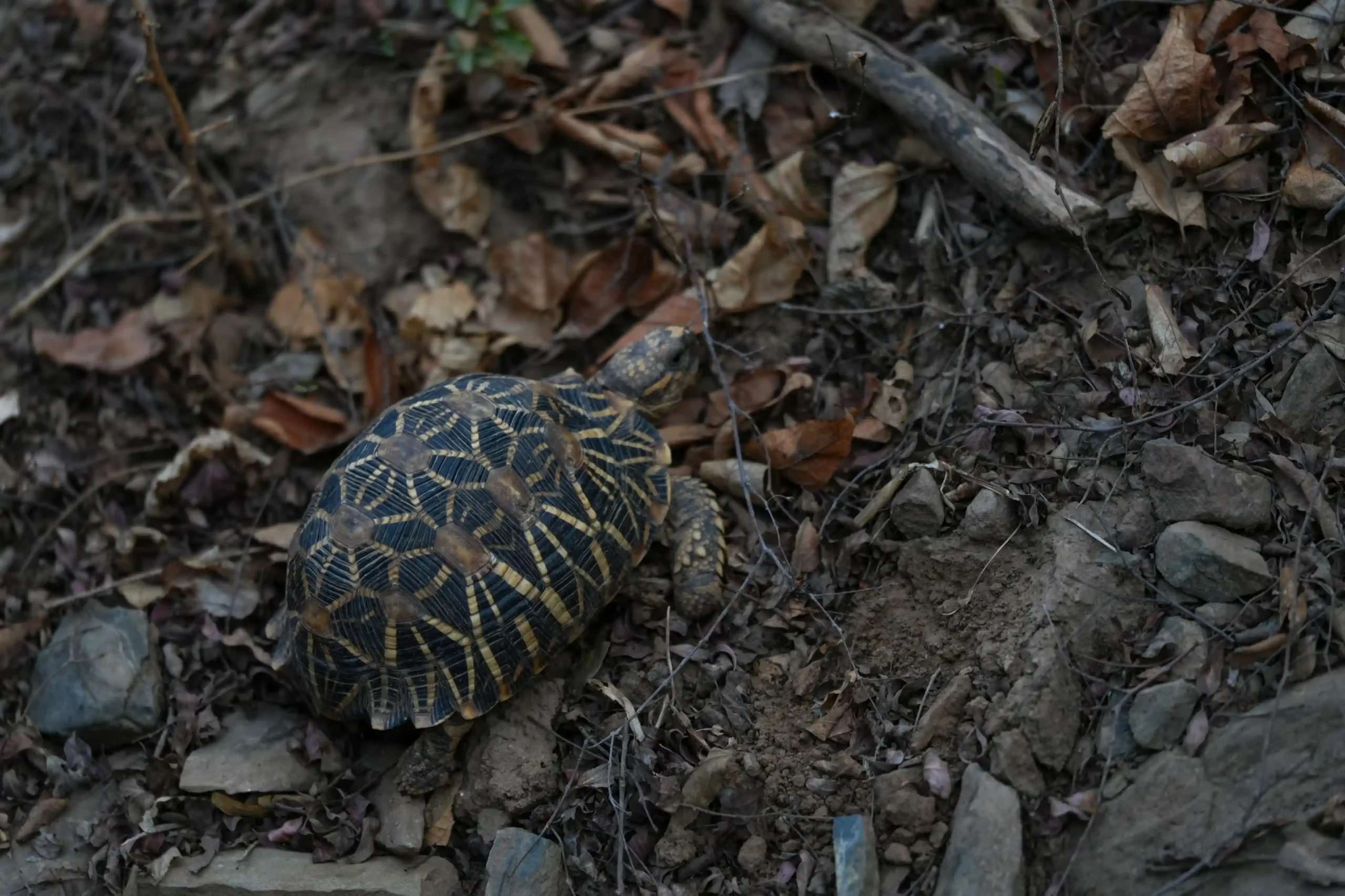 Indian star tortoise with a distinctive patterned shell on the forest floor in Sariska Tiger Reserve.