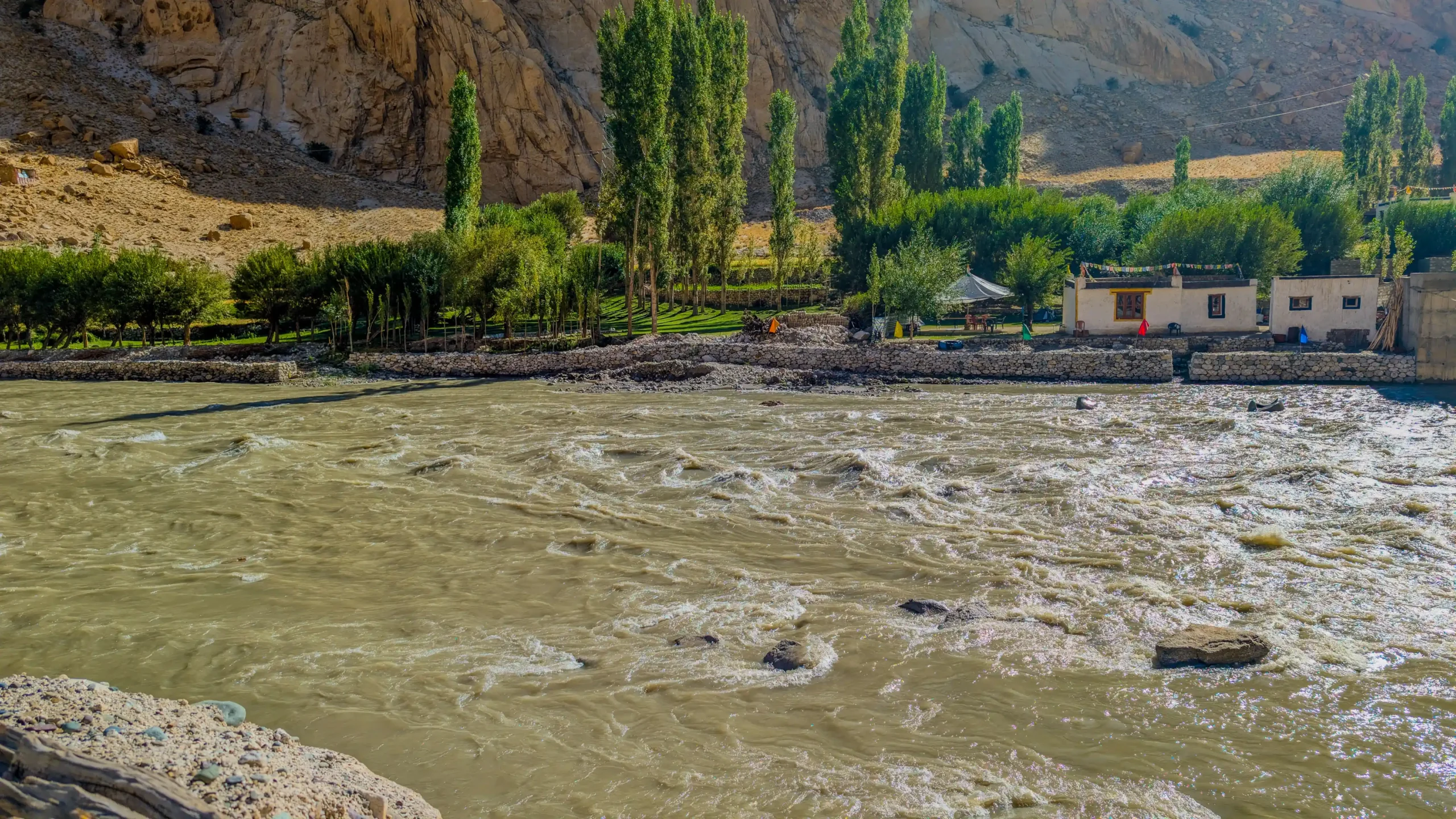 The Indus River flowing rapidly beside a green village settlement surrounded by tall poplar trees in Leh, Ladakh.