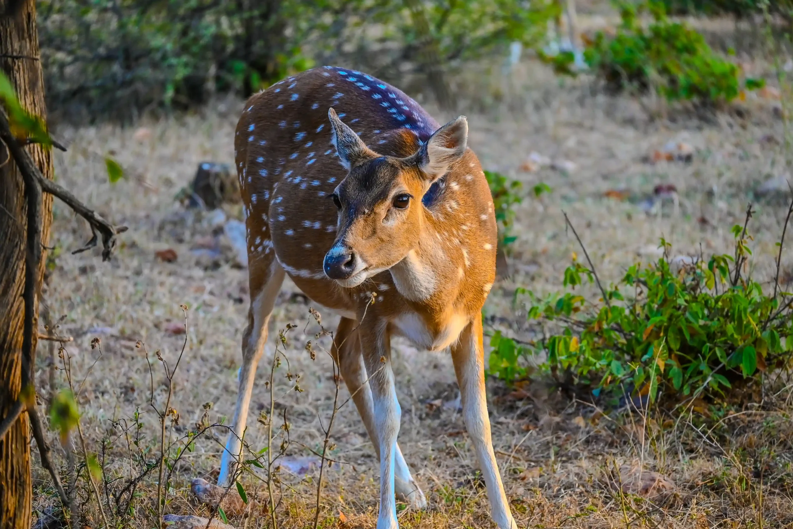 Closeup of a spotted deer in soft golden sunlight at Sariska Tiger Reserve.