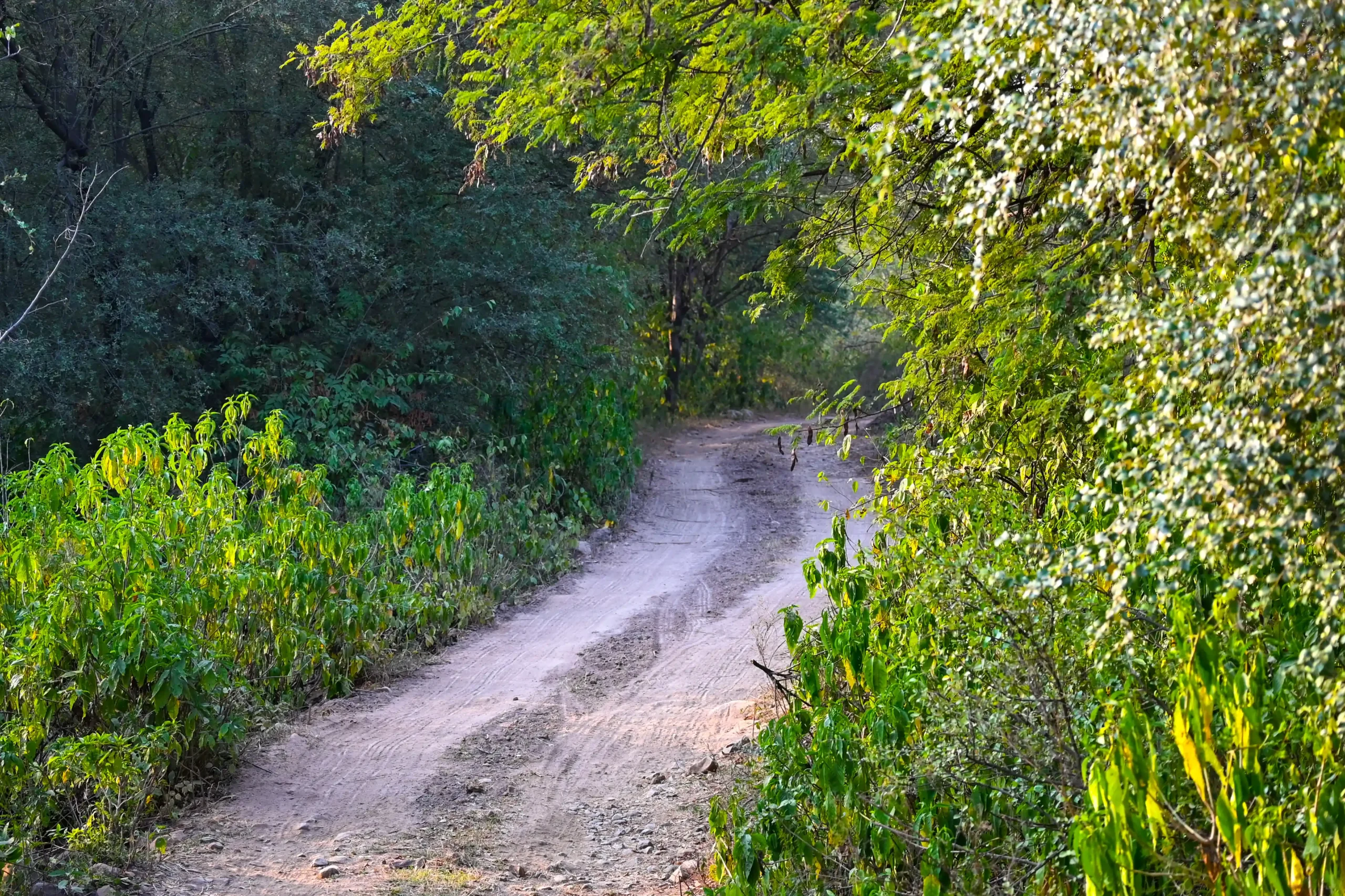 A winding dirt trail through lush green forest and sunlight at Sariska Tiger Reserve.
