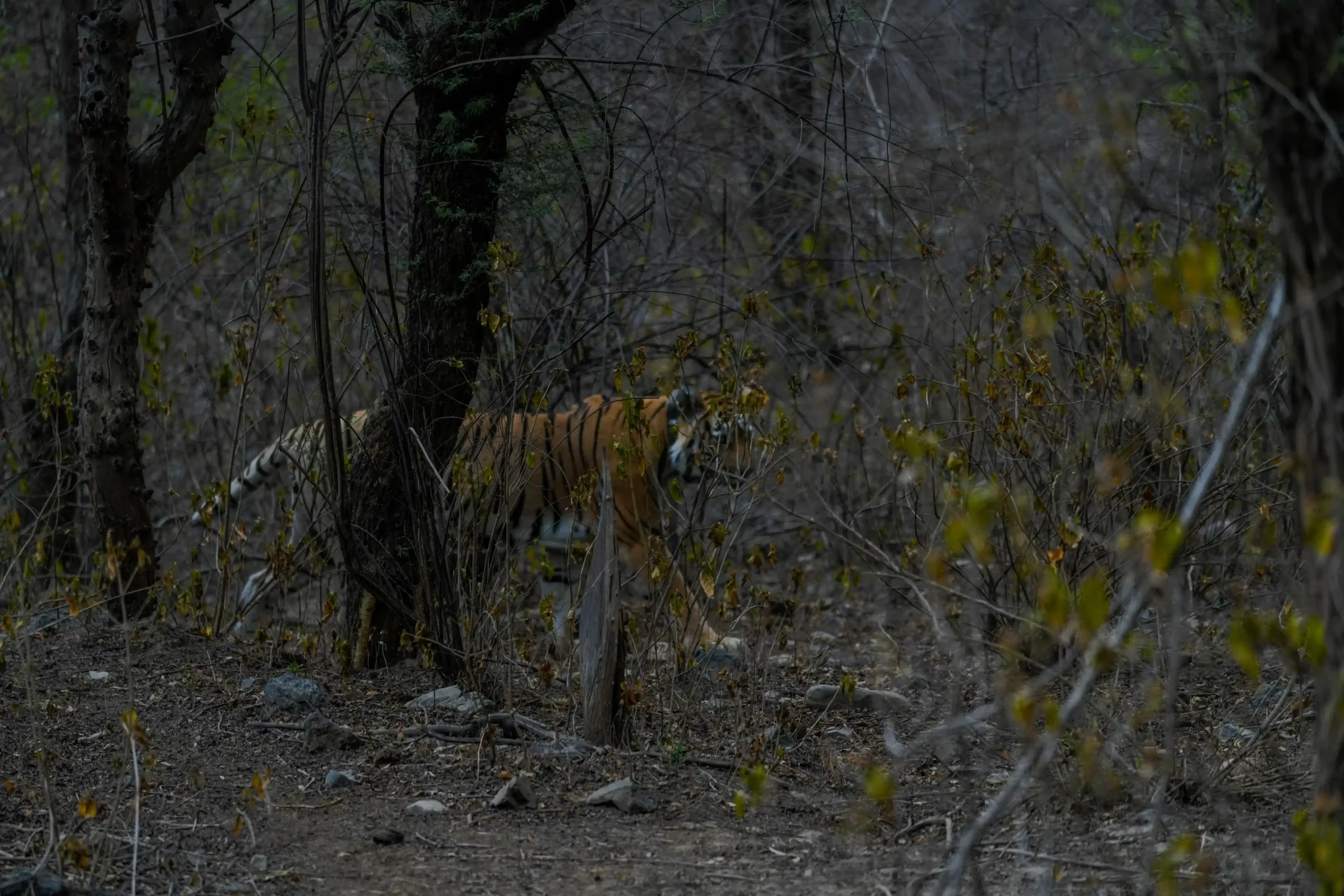 Tigress ST-9 walking through dry forest and sparse undergrowth in Sariska Tiger Reserve, Rajasthan.