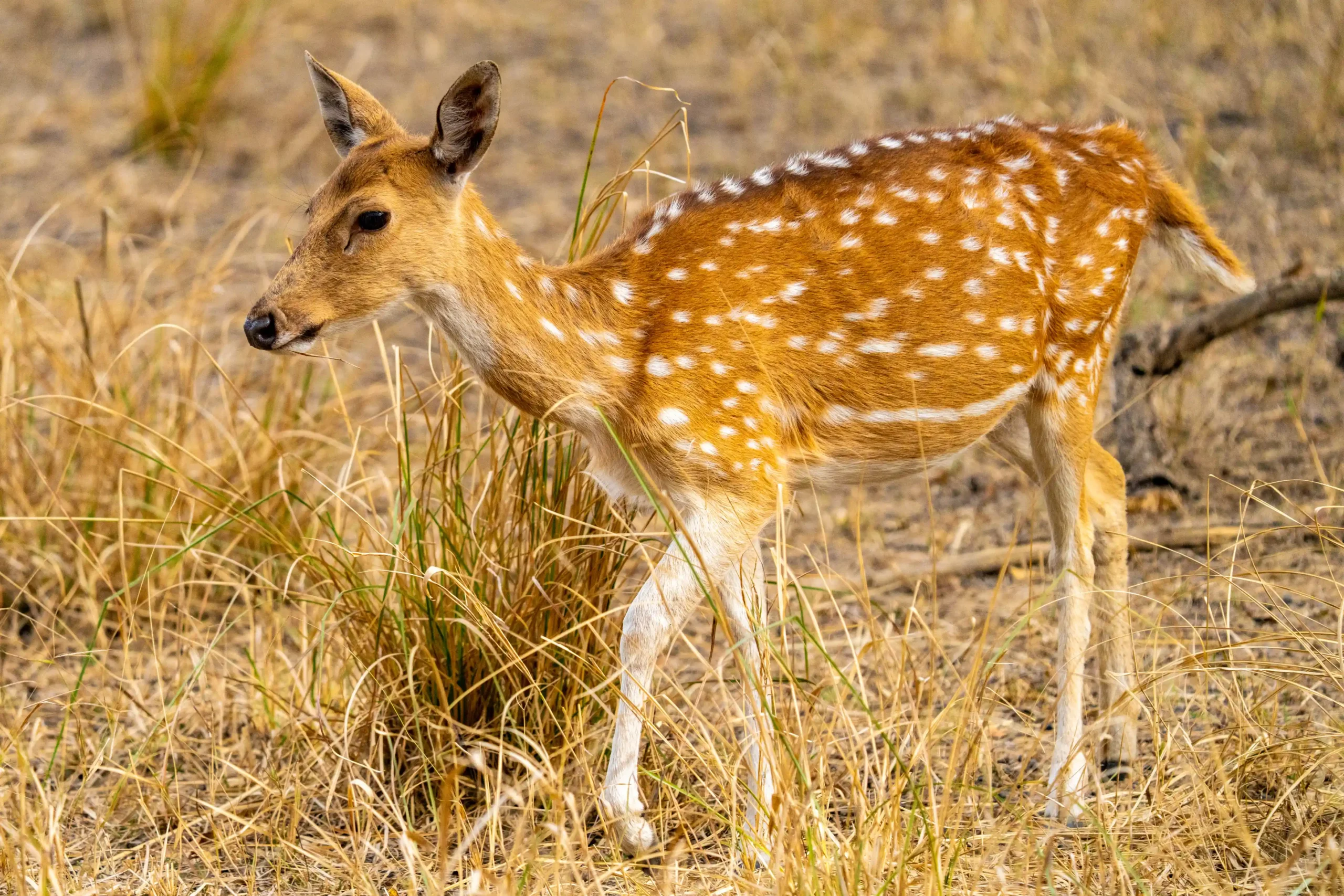 Young spotted deer fawn walking through dry grassland in Sariska Tiger Reserve.