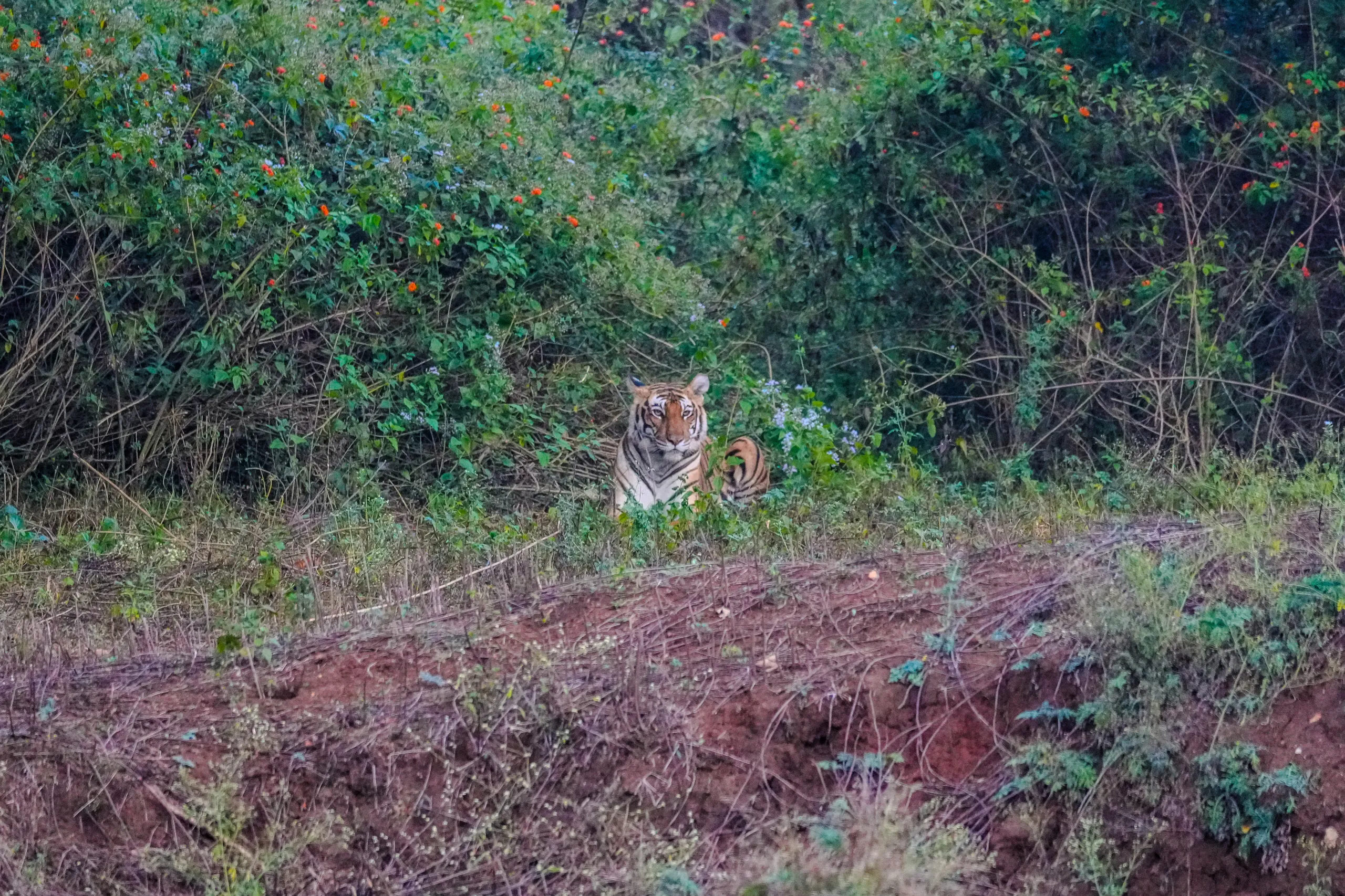 Alert tiger sitting near forest cover during a Kabini wildlife safari.