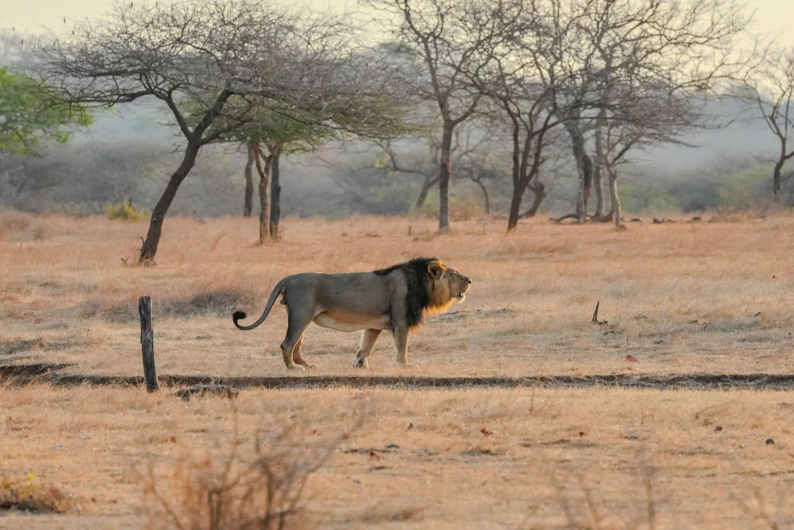 asiatic-lion-profile-gir-national-park-gujarat-wildlife-safari-savannah-king