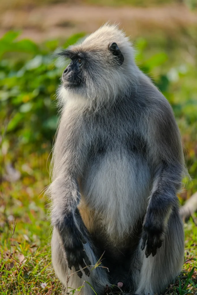 Gray langur sitting in side profile in natural habitat at Bandipur Tiger Reserve, Karnataka