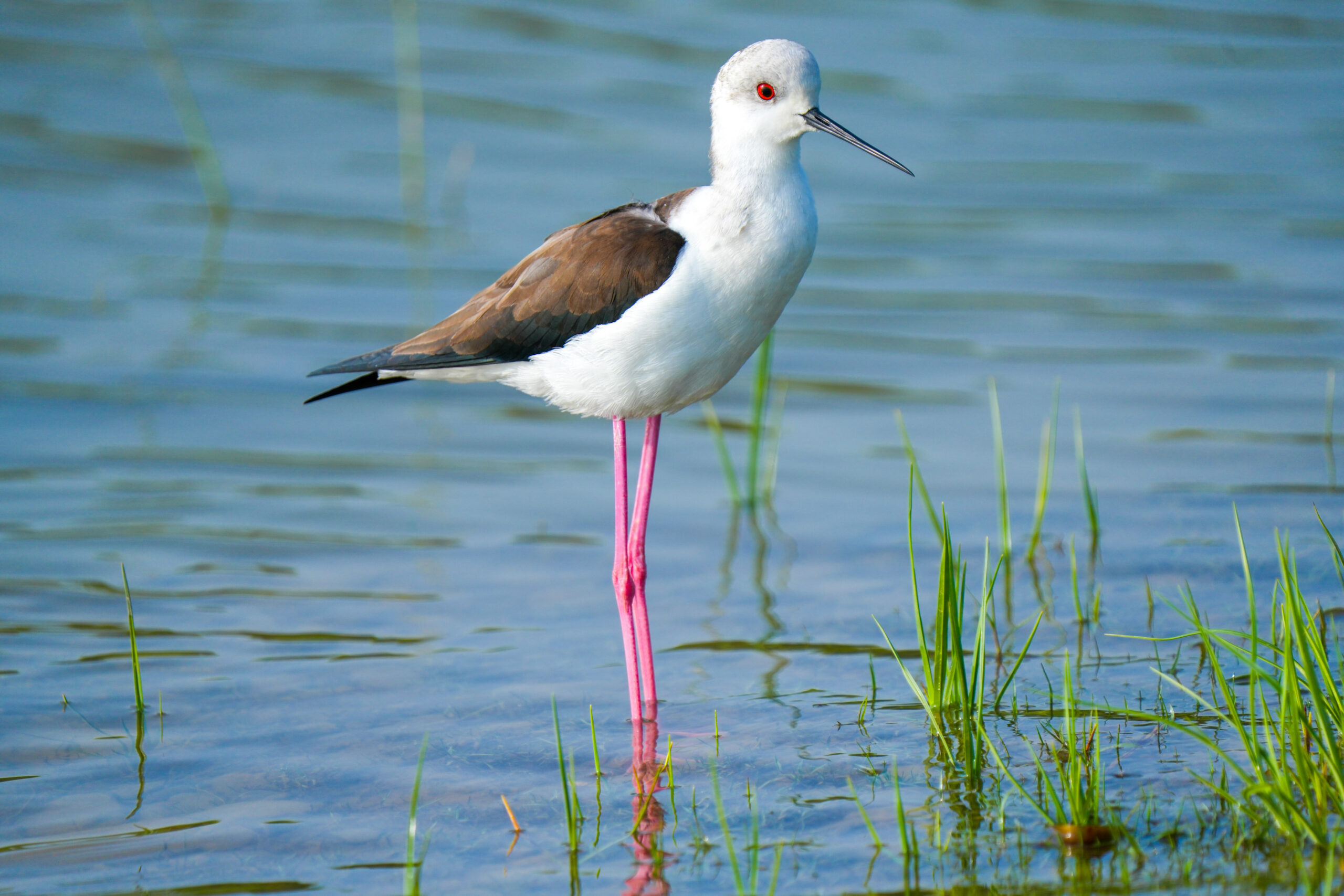 Black-winged stilt standing in shallow water with a clean open background.