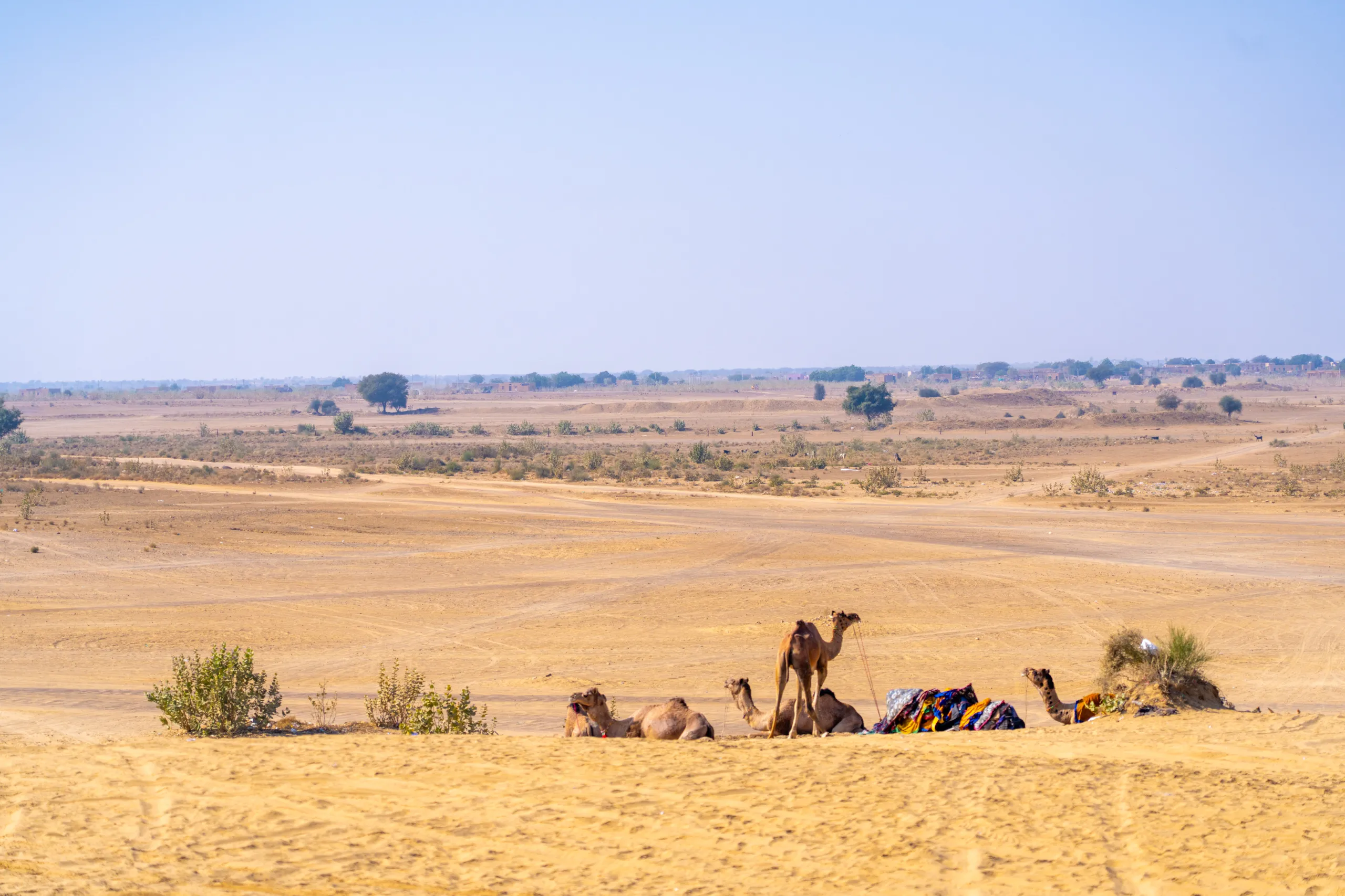 Camels resting on sand in the Thar Desert near Jaisalmer with open arid land behind them