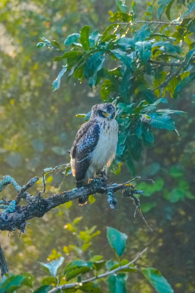 Crested hawk-eagle perched on a branch in morning light at Kabini Tiger.