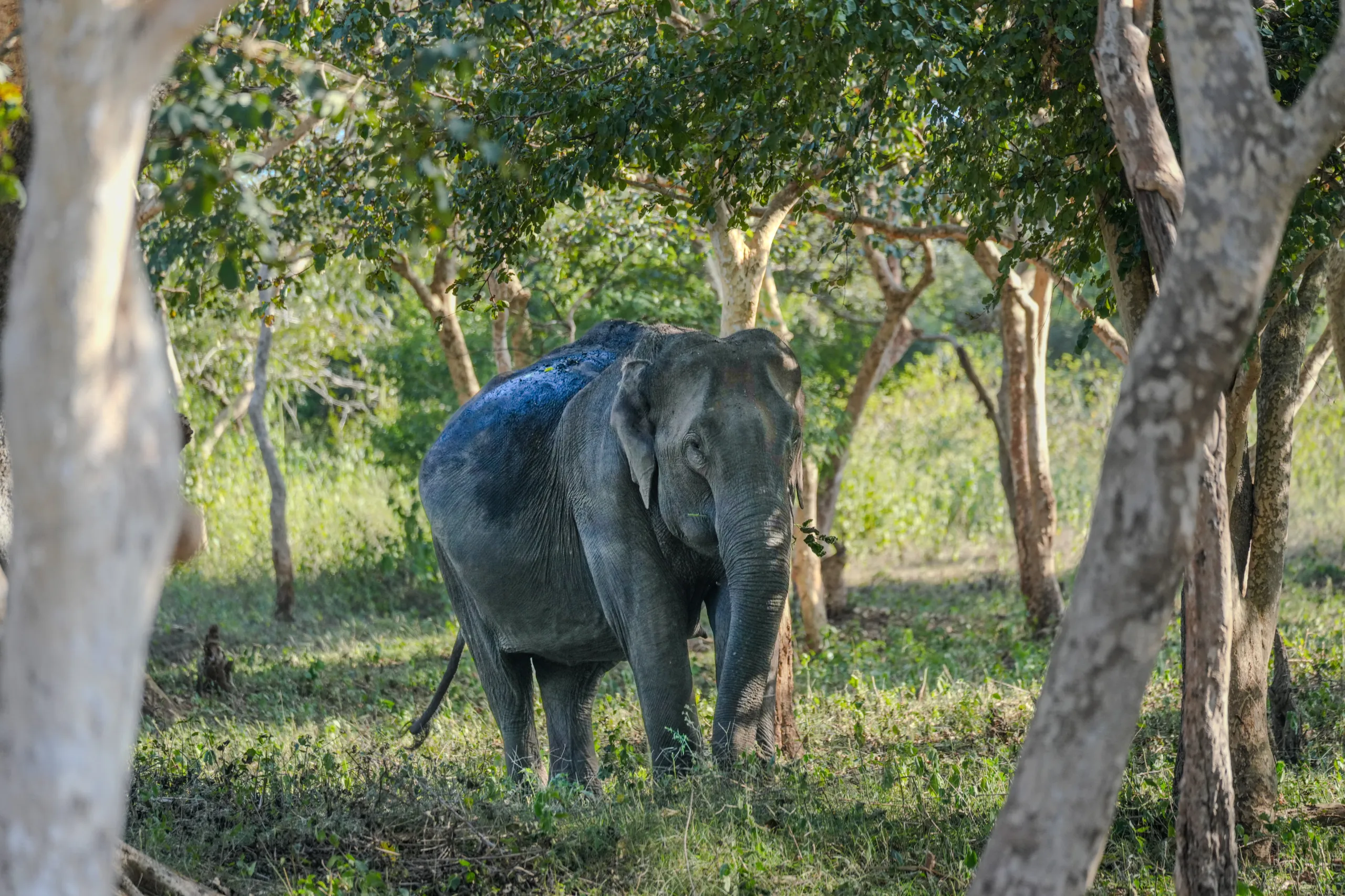 Mud-covered elephant standing among trees in Bandipur Tiger Reserve, Karnataka