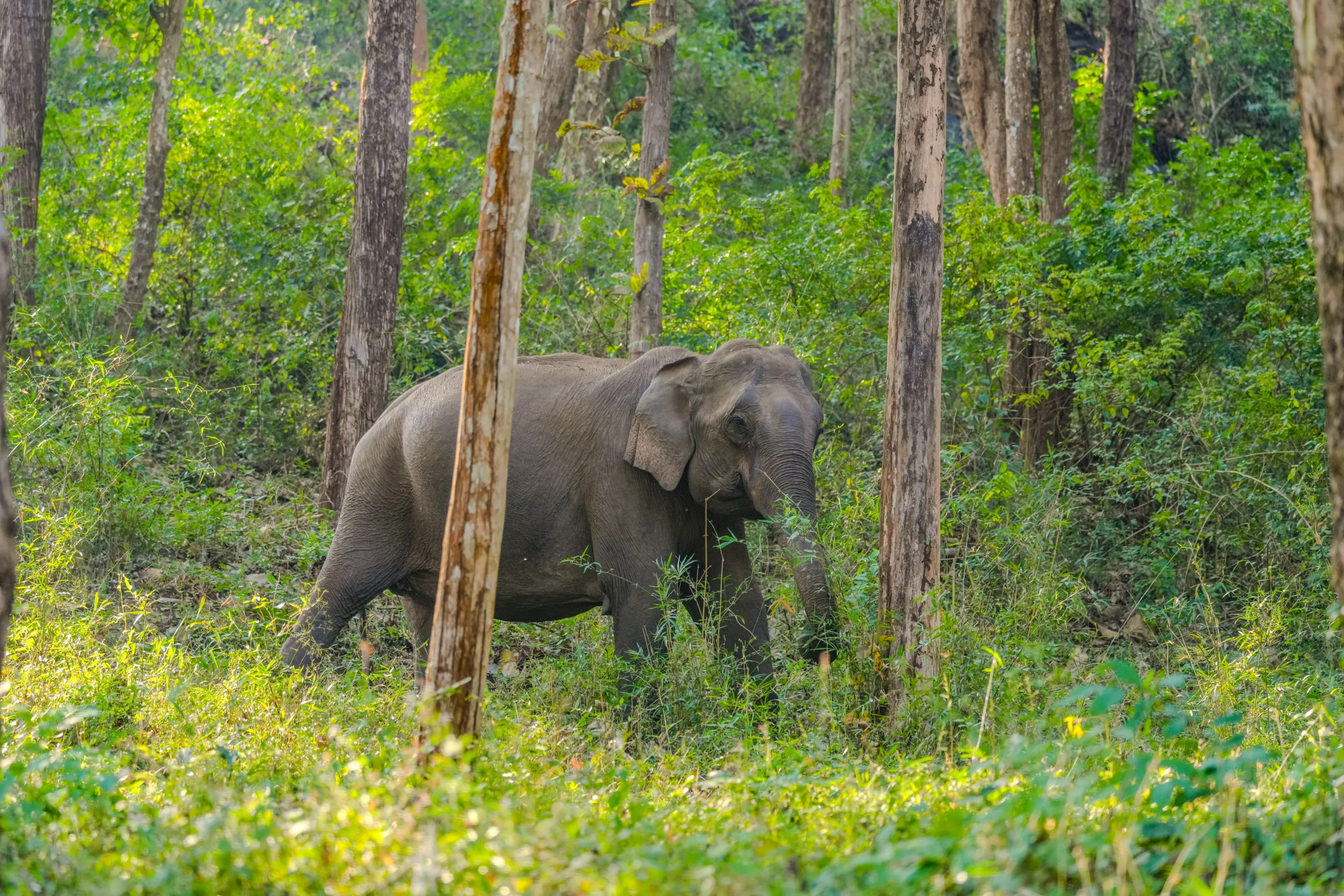 elephant-in-sunlit-forest-bandipur-national-park-karnataka
