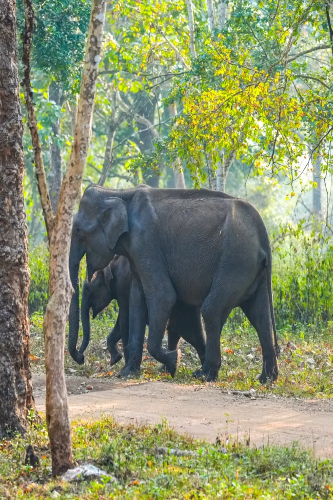 Elephant mother and calf walking together through forest in Bandipur Tiger Reserve