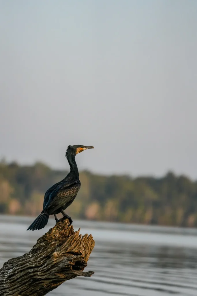 Great cormorant perched on a weathered log along Kabini backwaters.