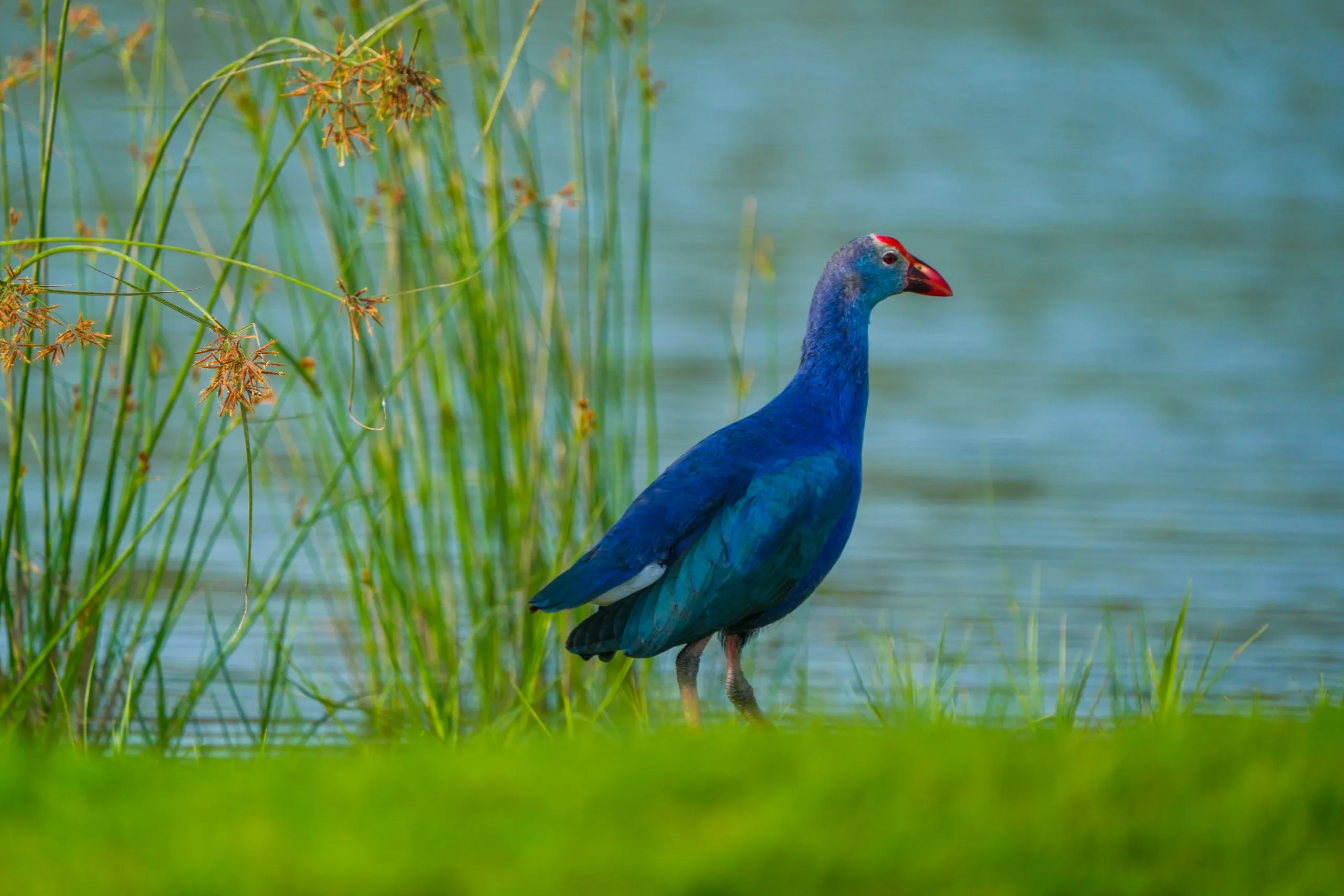 grey-headed-swamphen-by-wetland-grass-edge
