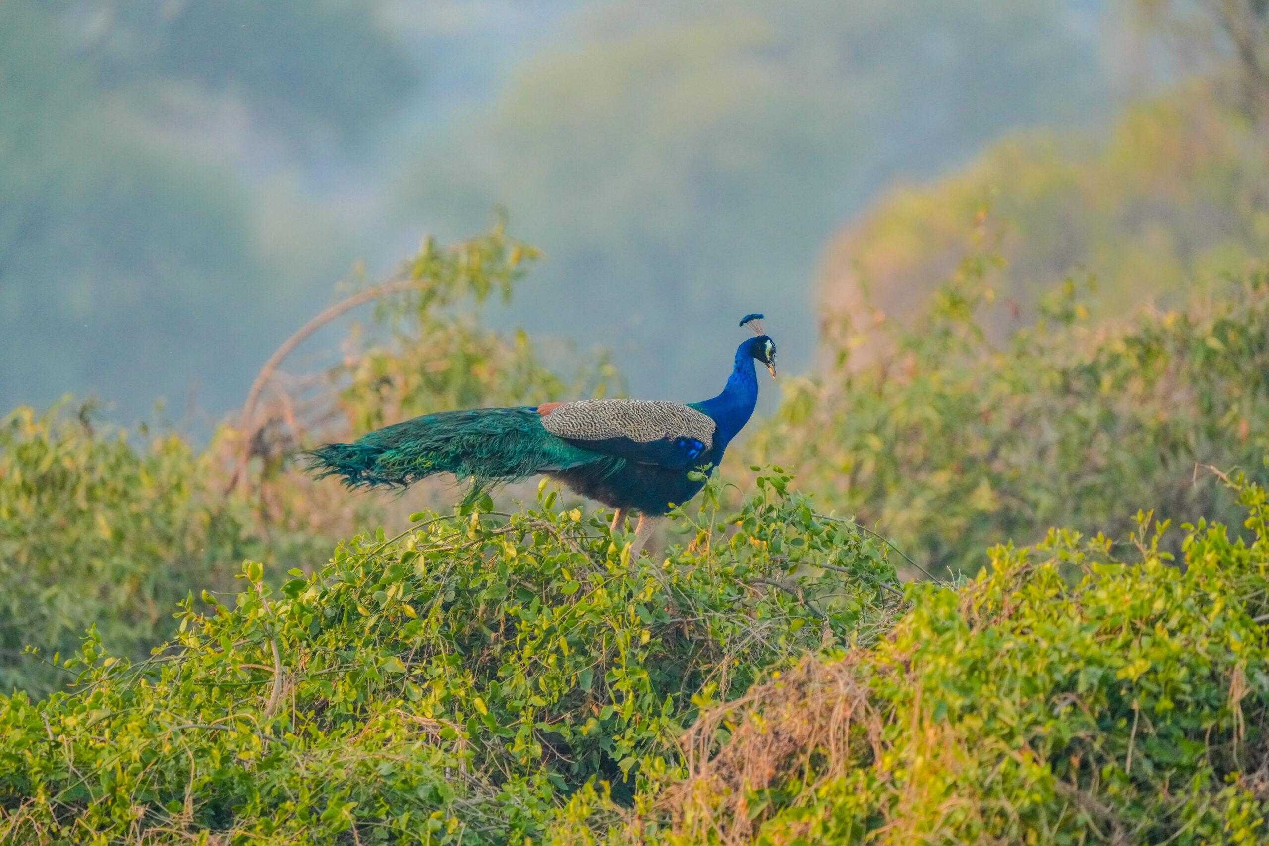 Male Indian Peafowl Perched. Male Indian peafowl perched with strong color and posture.