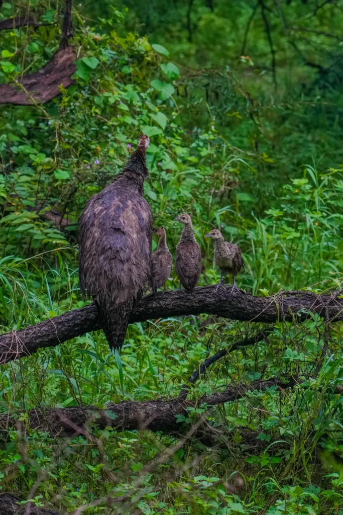 Indian peahen perched on a branch with three chicks in green Jhalana forest.