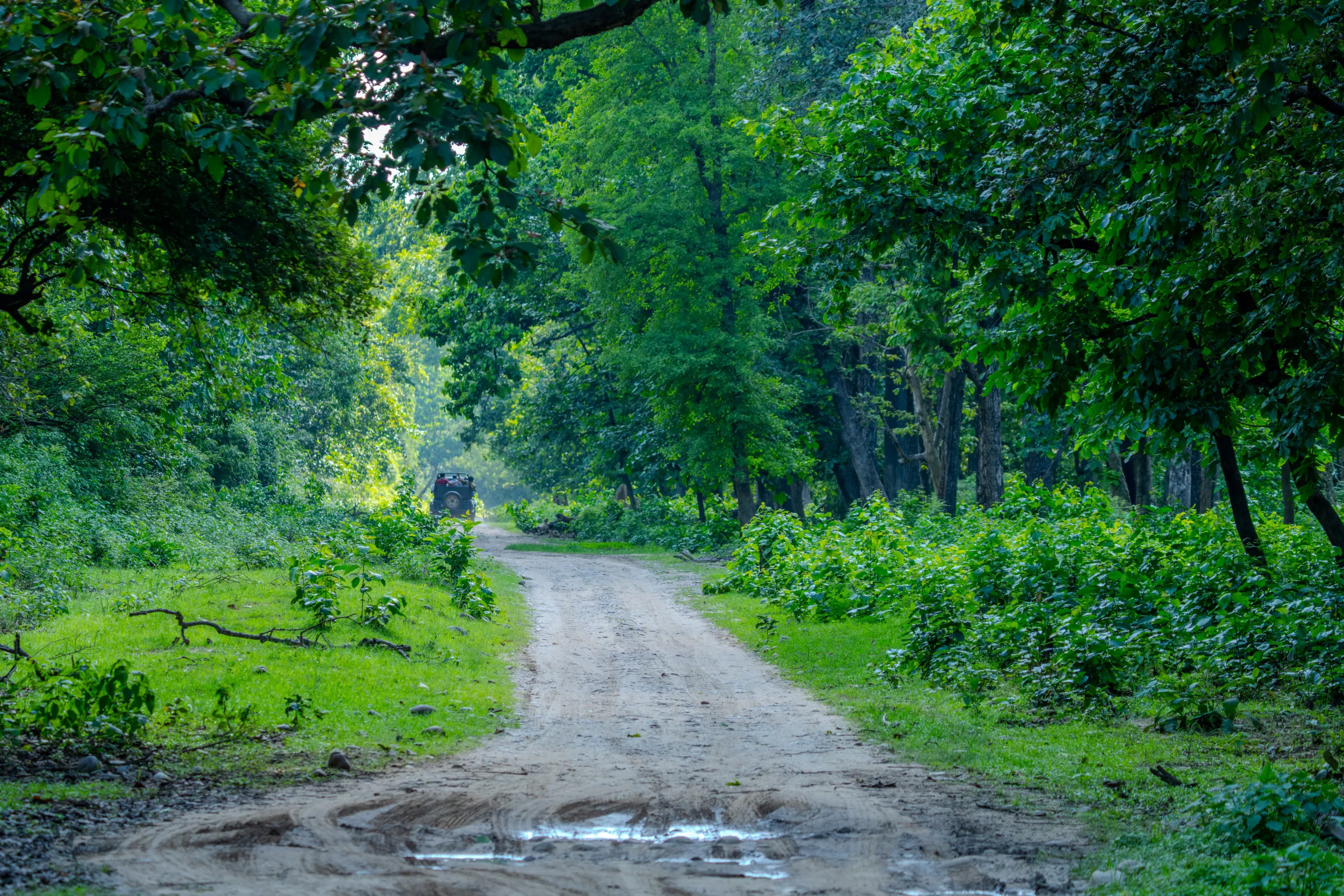 Open forest track in Jim Corbett’s Jhirna zone with a safari jeep driving along a green jungle trail