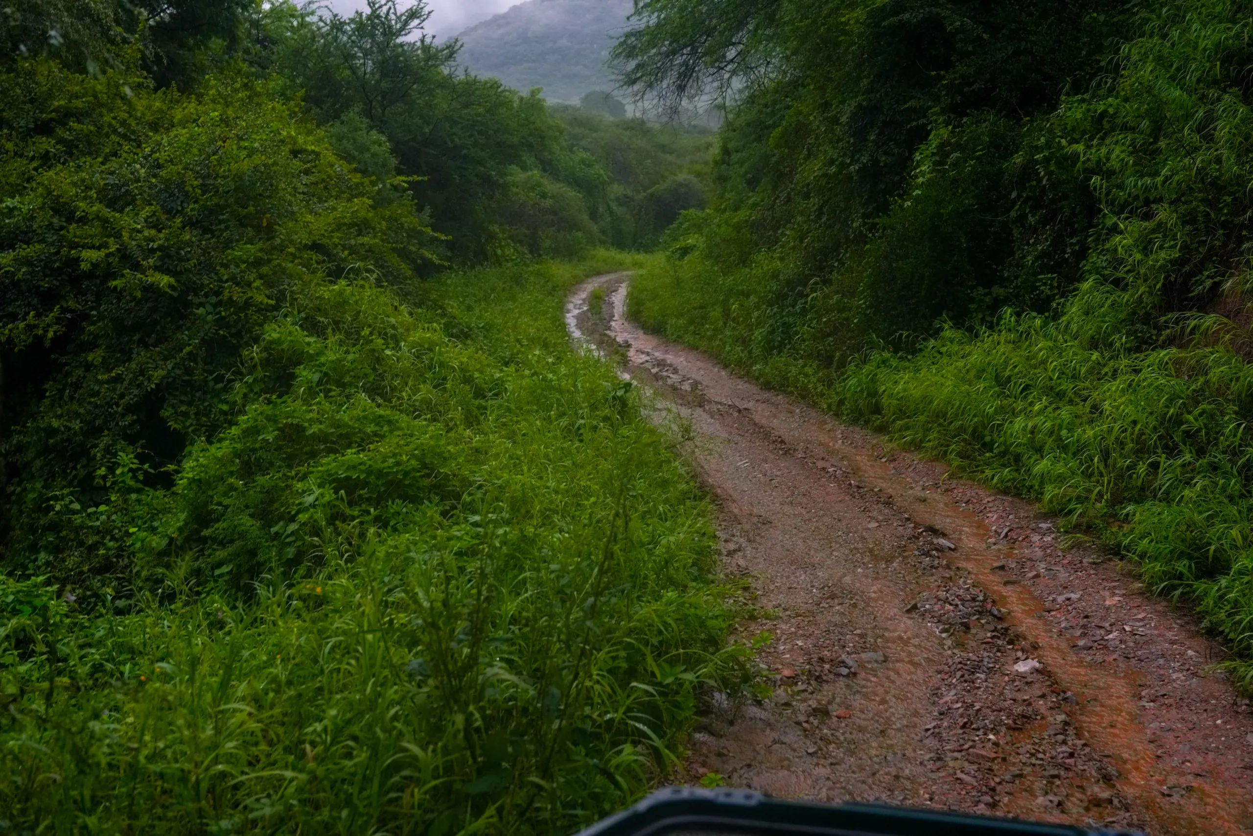 Green safari trail in Jhalana leopard reserve during the monsoon season.