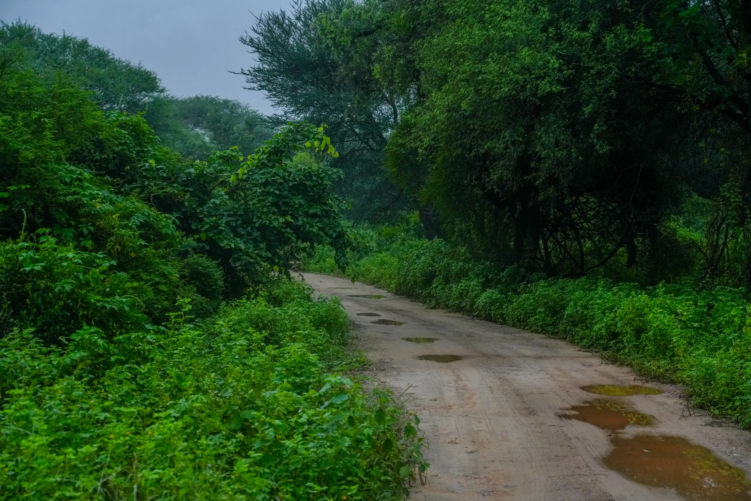 Wet monsoon safari track cutting through thick green vegetation in Jhalana.