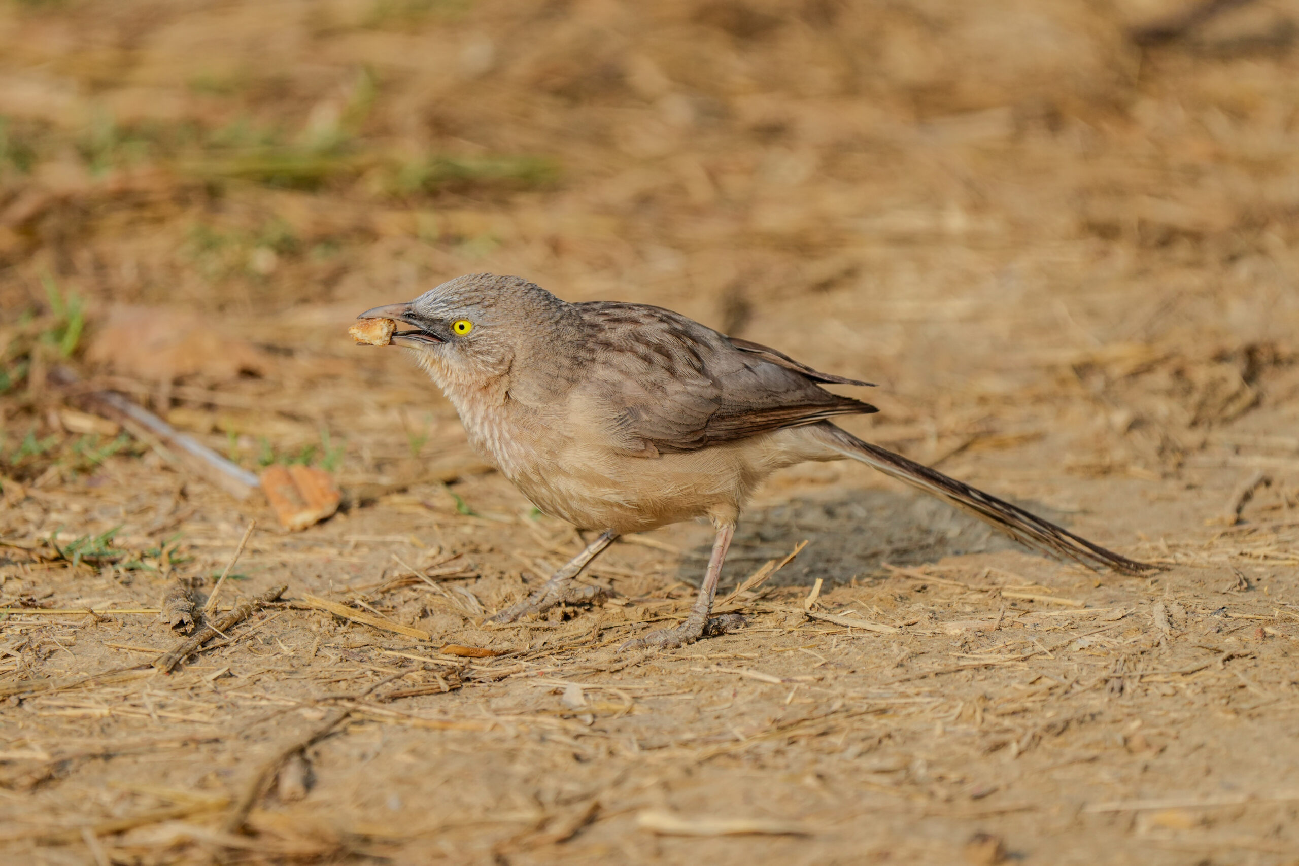 Jungle Babbler with Insect Catch. Jungle babbler holding an insect catch on dry ground.