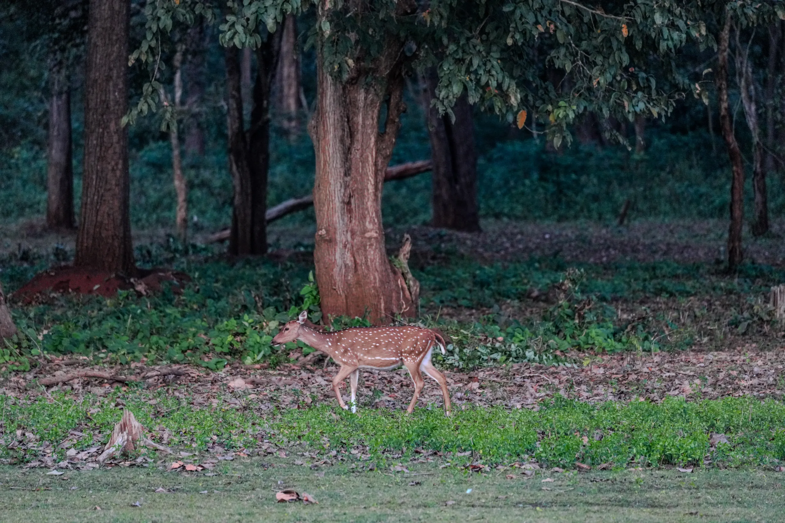 Lone spotted deer walking through a quiet forest patch in Kabini.
