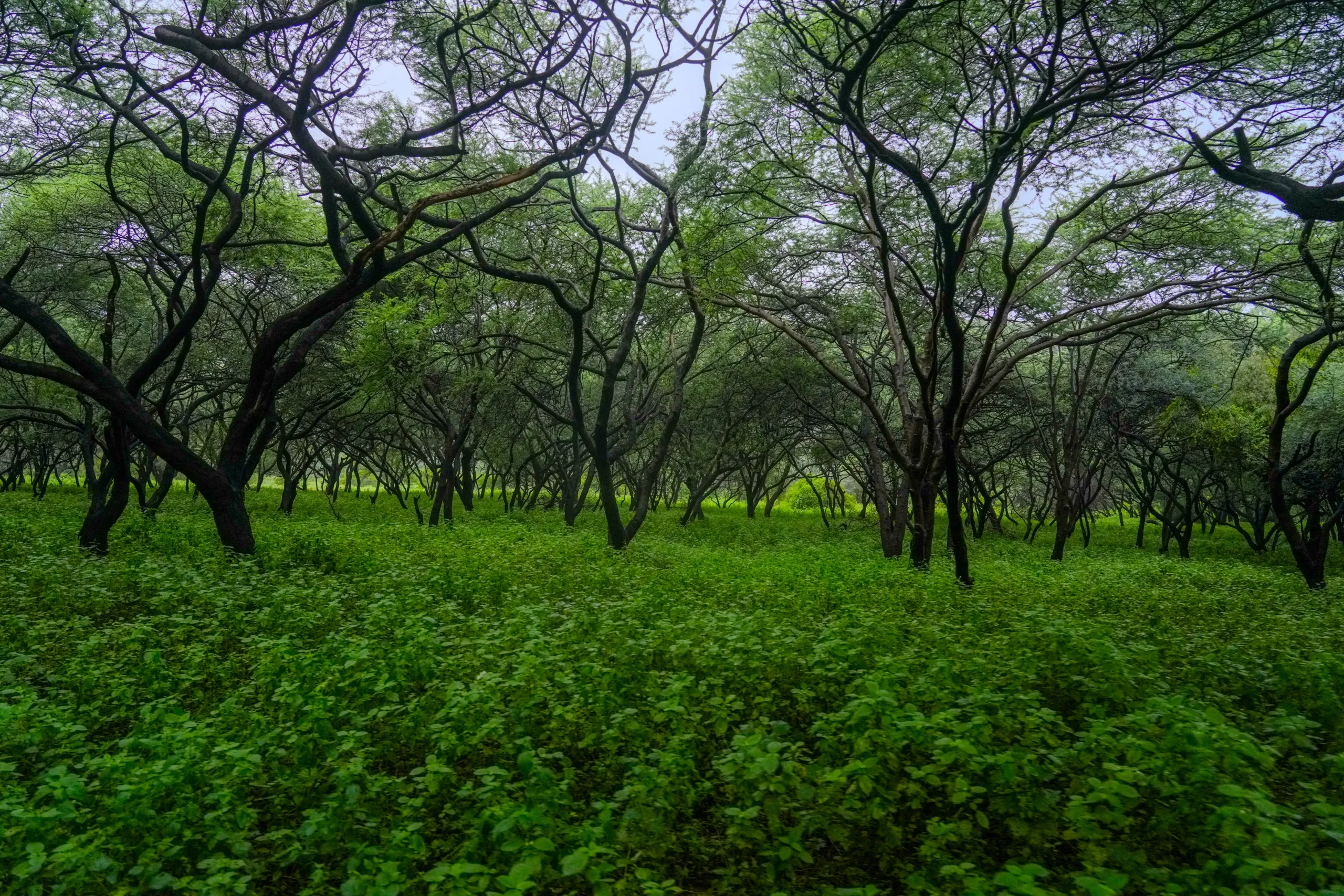 Dense green Jhalana forest during the monsoon near Jaipur.