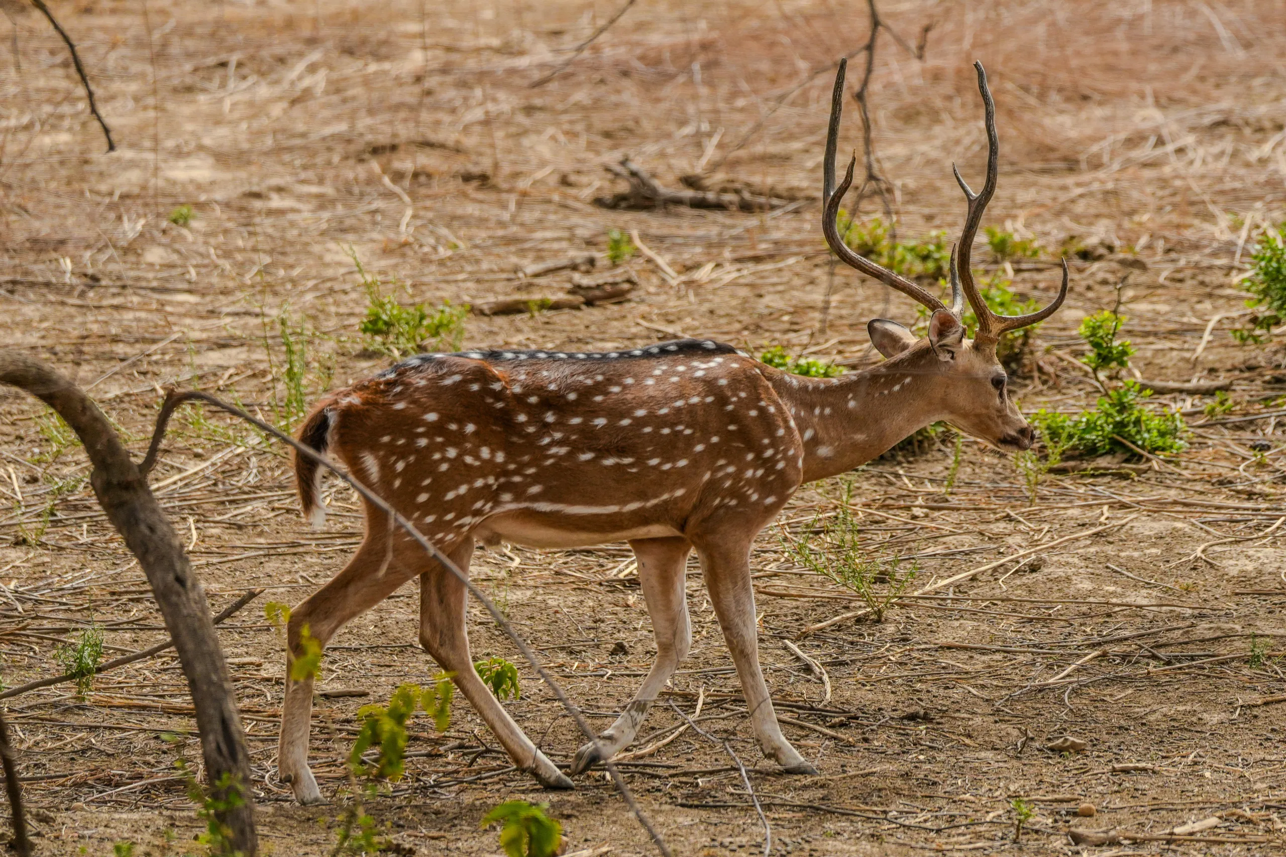Male spotted deer with antlers walking across dry ground in Sariska Tiger Reserve, Alwar, Rajasthan