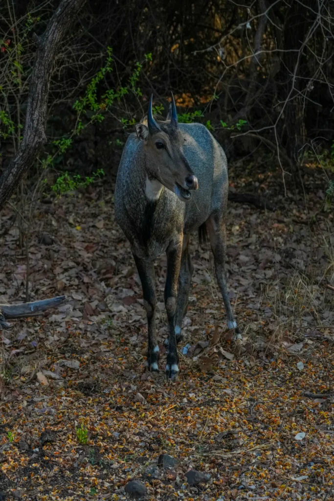 Nilgai standing in leaf-covered dry forest at Sariska Tiger Reserve in Alwar, Rajasthan