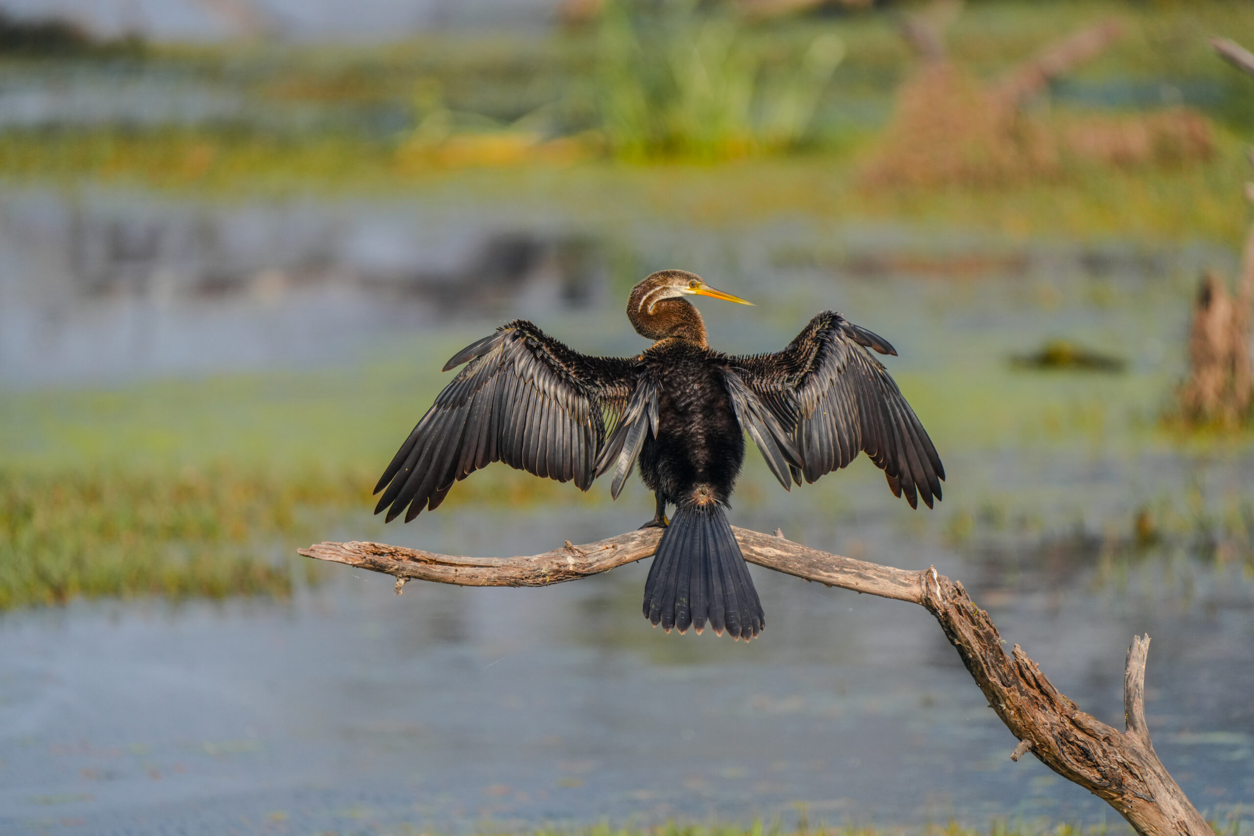 Oriental Darter Drying Wings. Oriental darter drying its wings on a branch near water.