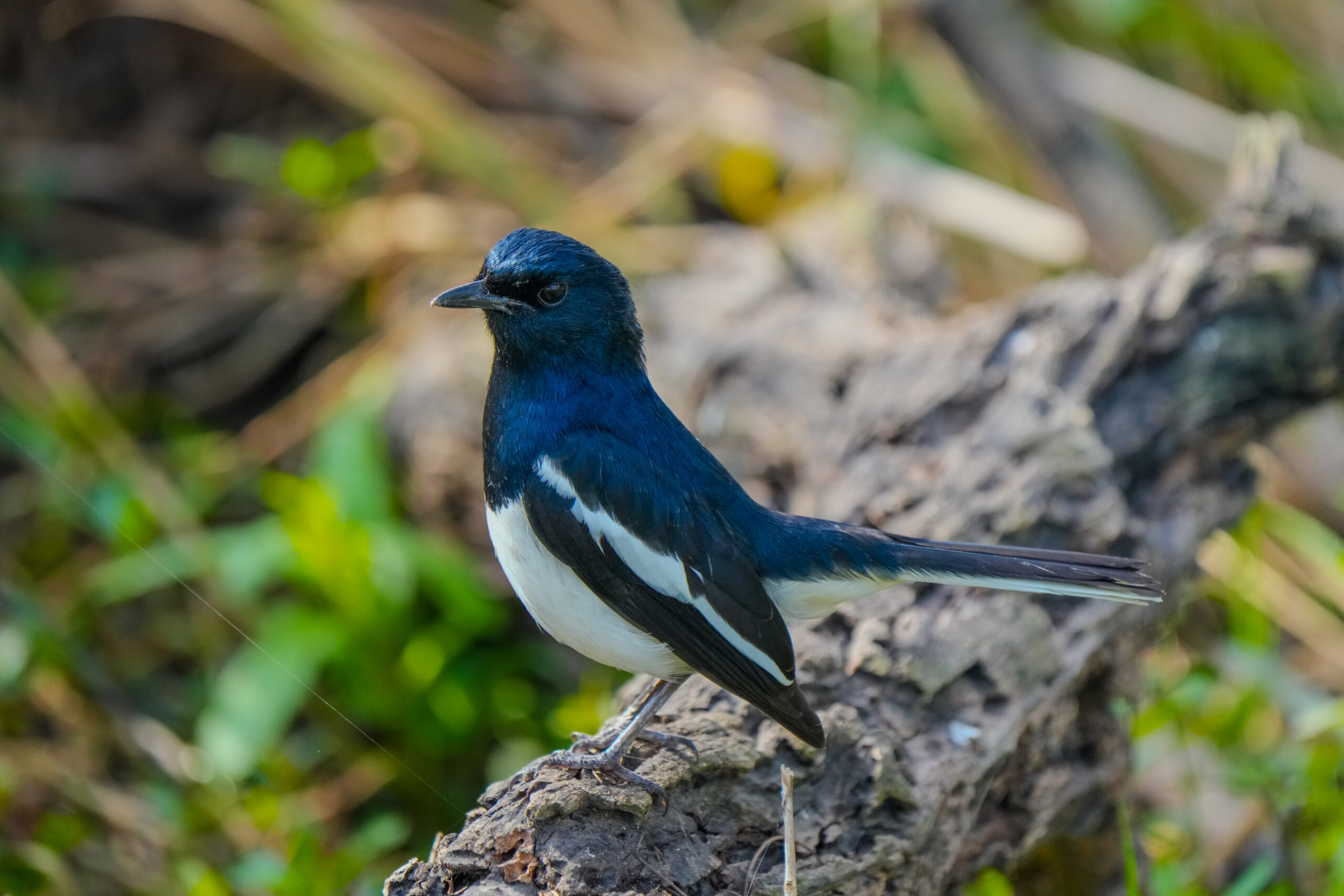 Oriental Magpie Robin Perched on Log. Oriental magpie robin perched on a log with a soft background.