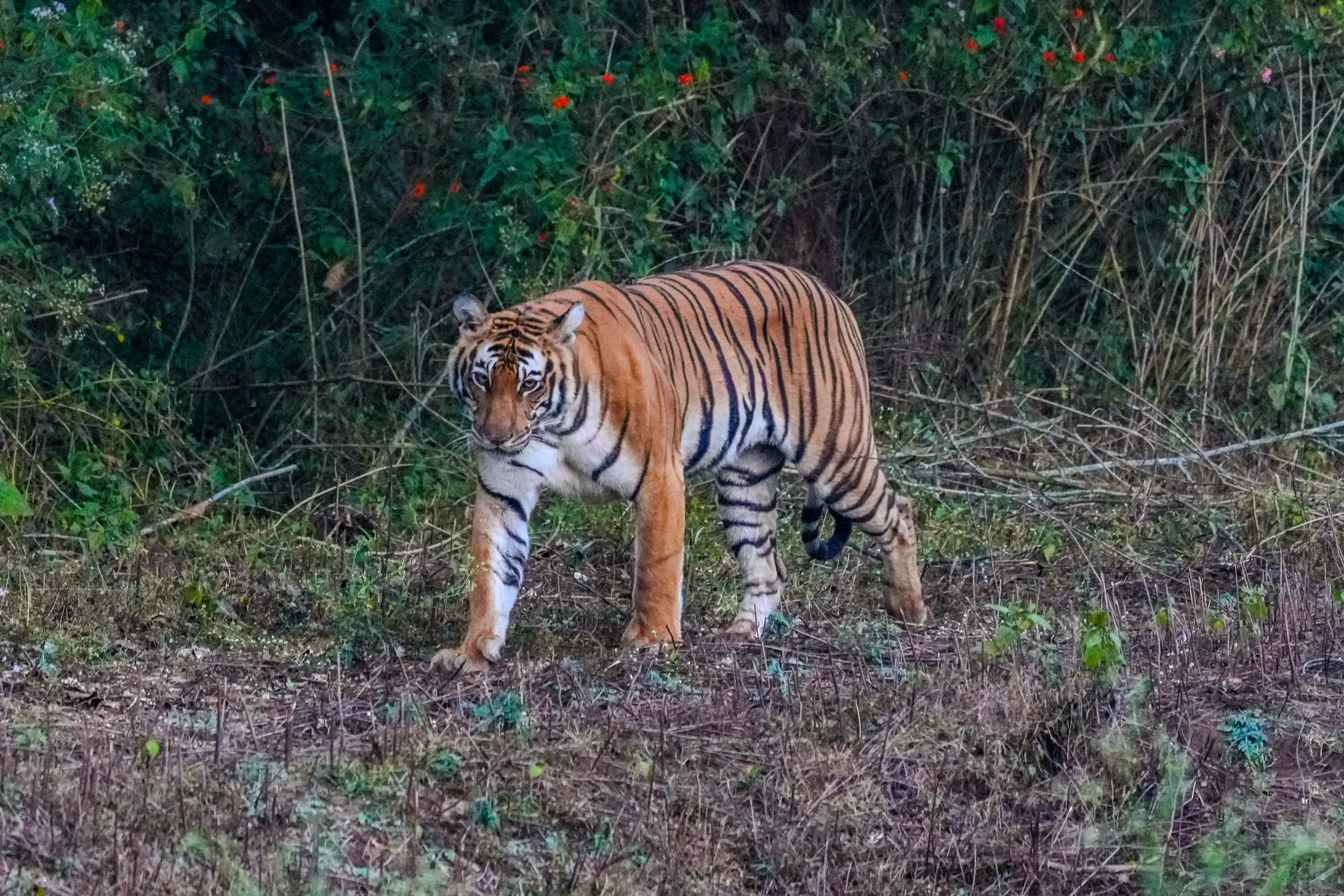 Royal Bengal tiger standing alert in Bandipur Tiger Reserve during a morning safari