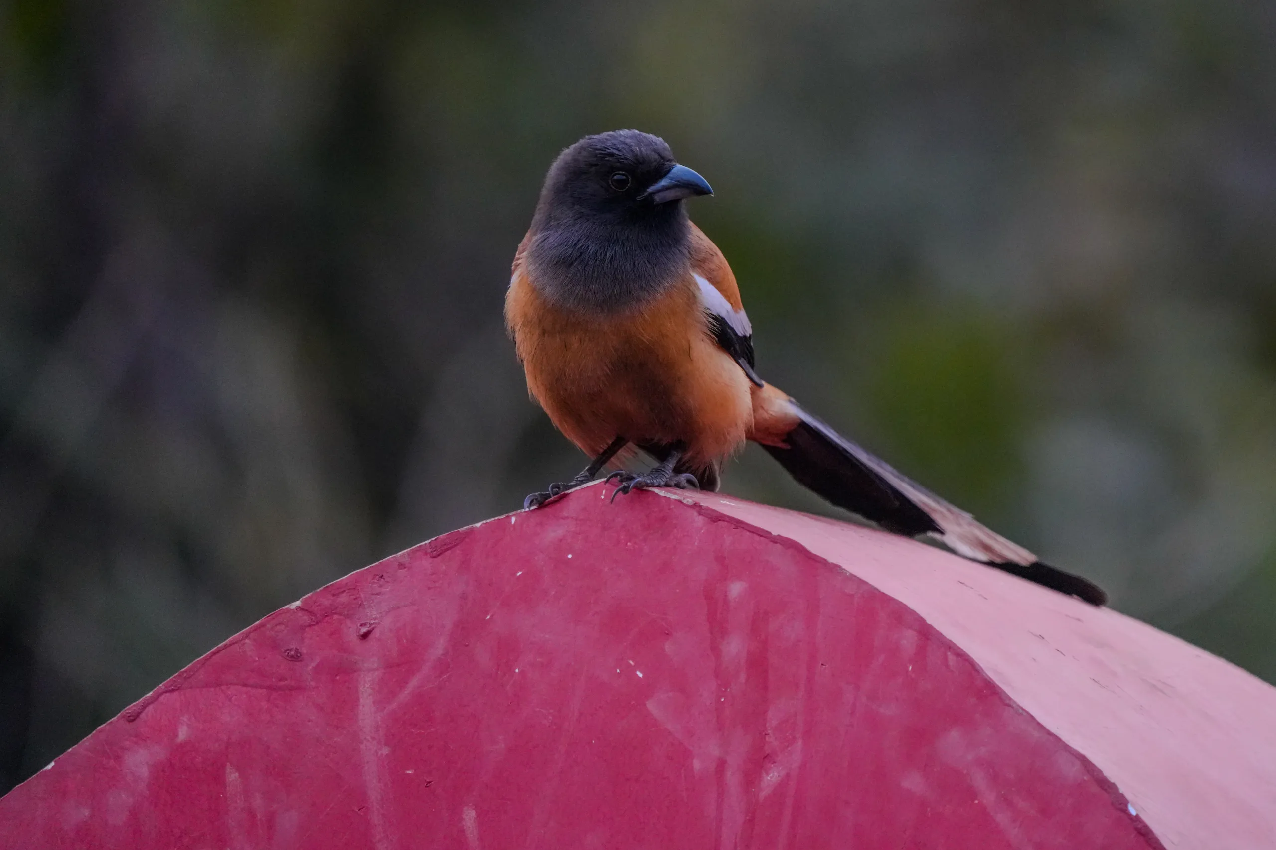 rufous-treepie-on-red-structure-ranthambore-perch-with-urban-contrast