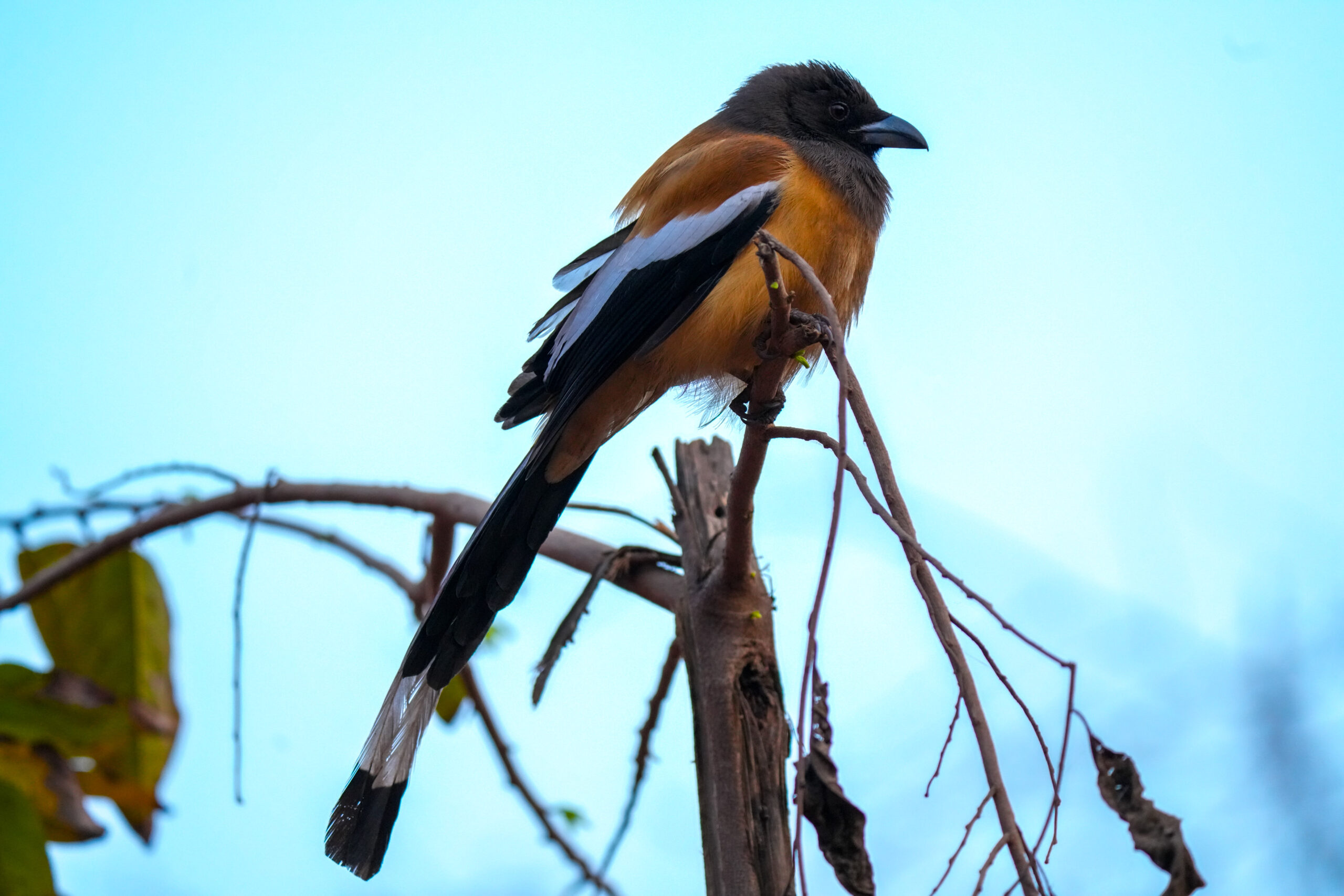 Rufous Treepie on Dry Branch. Rufous treepie perched on a dry branch against a soft blurred background.