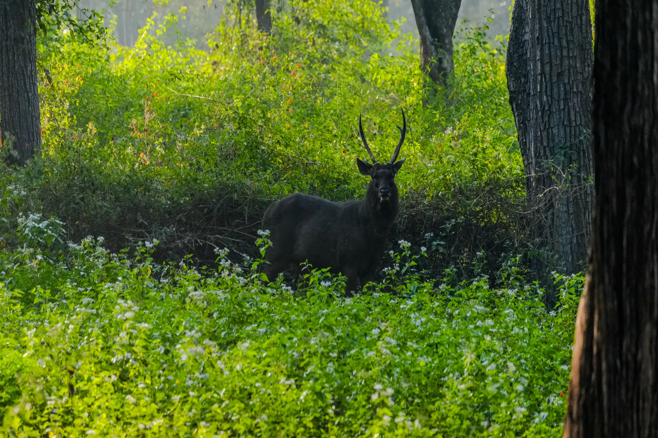 Sambar deer standing alert in green forest cover during Jhalana safari.