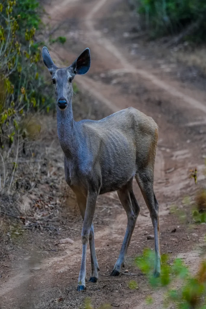 Sambar deer standing alert on a forest track in Sariska Tiger Reserve, Alwar, Rajasthan