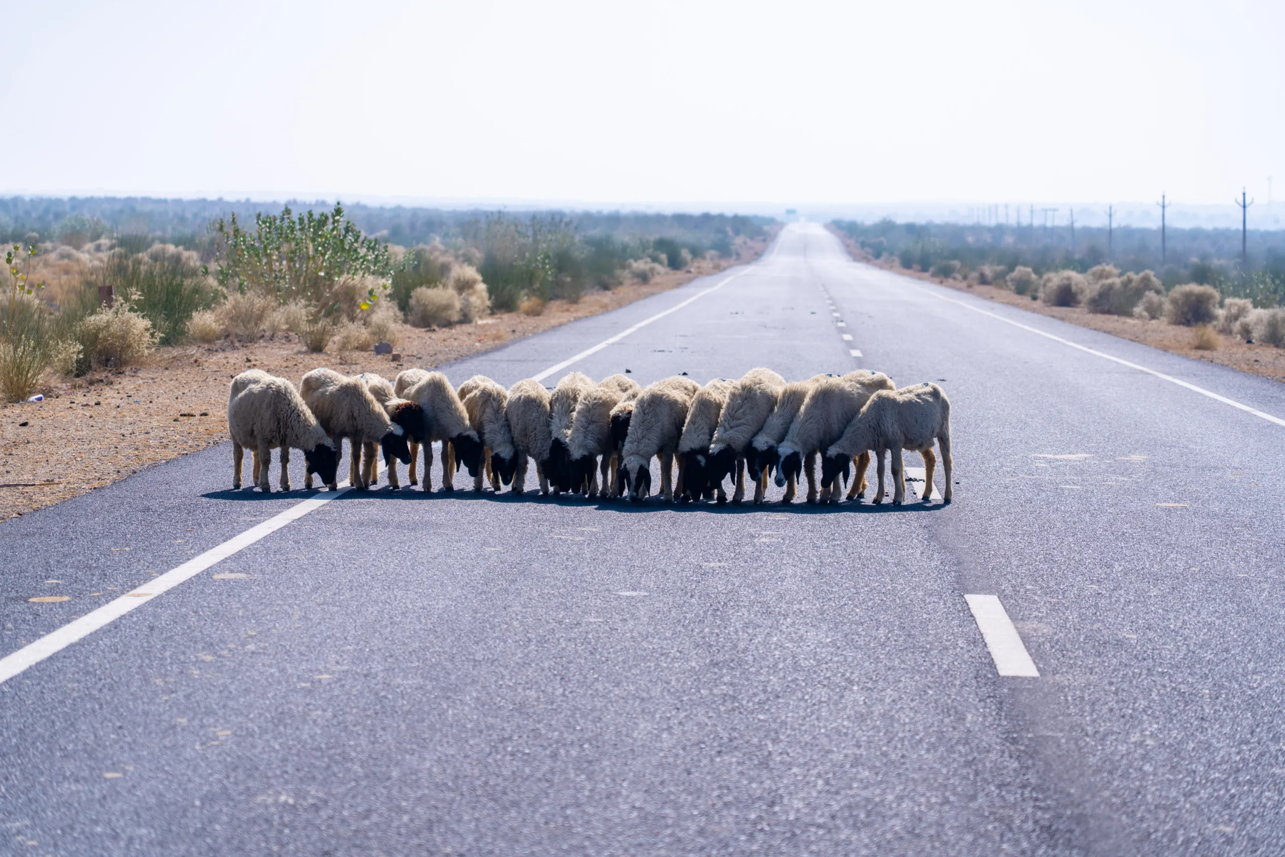 Group of sheep huddling together on a desert road near Sam Dunes in Jaisalmer