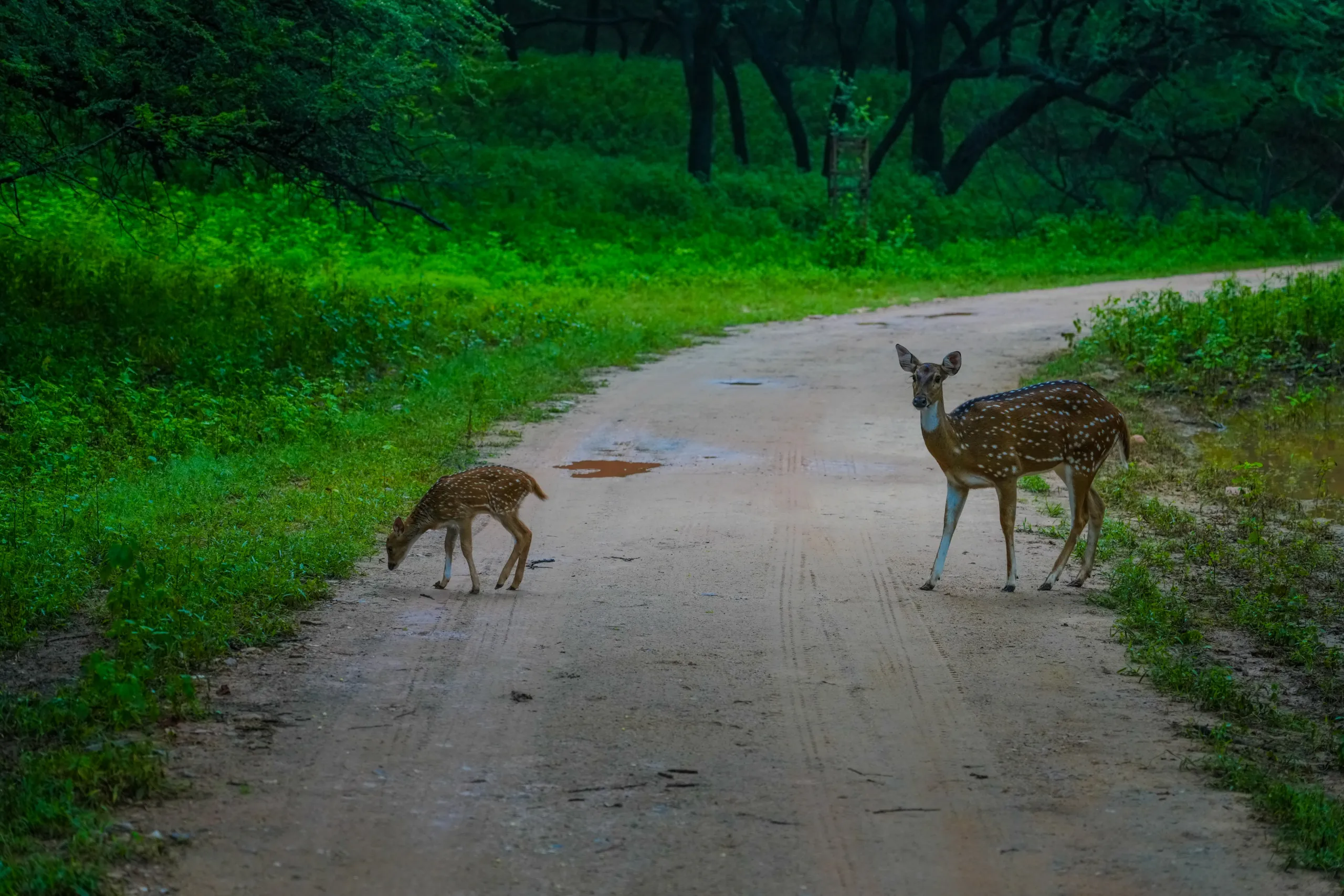 Spotted deer doe and fawn crossing a safari track in Jhalana reserve.