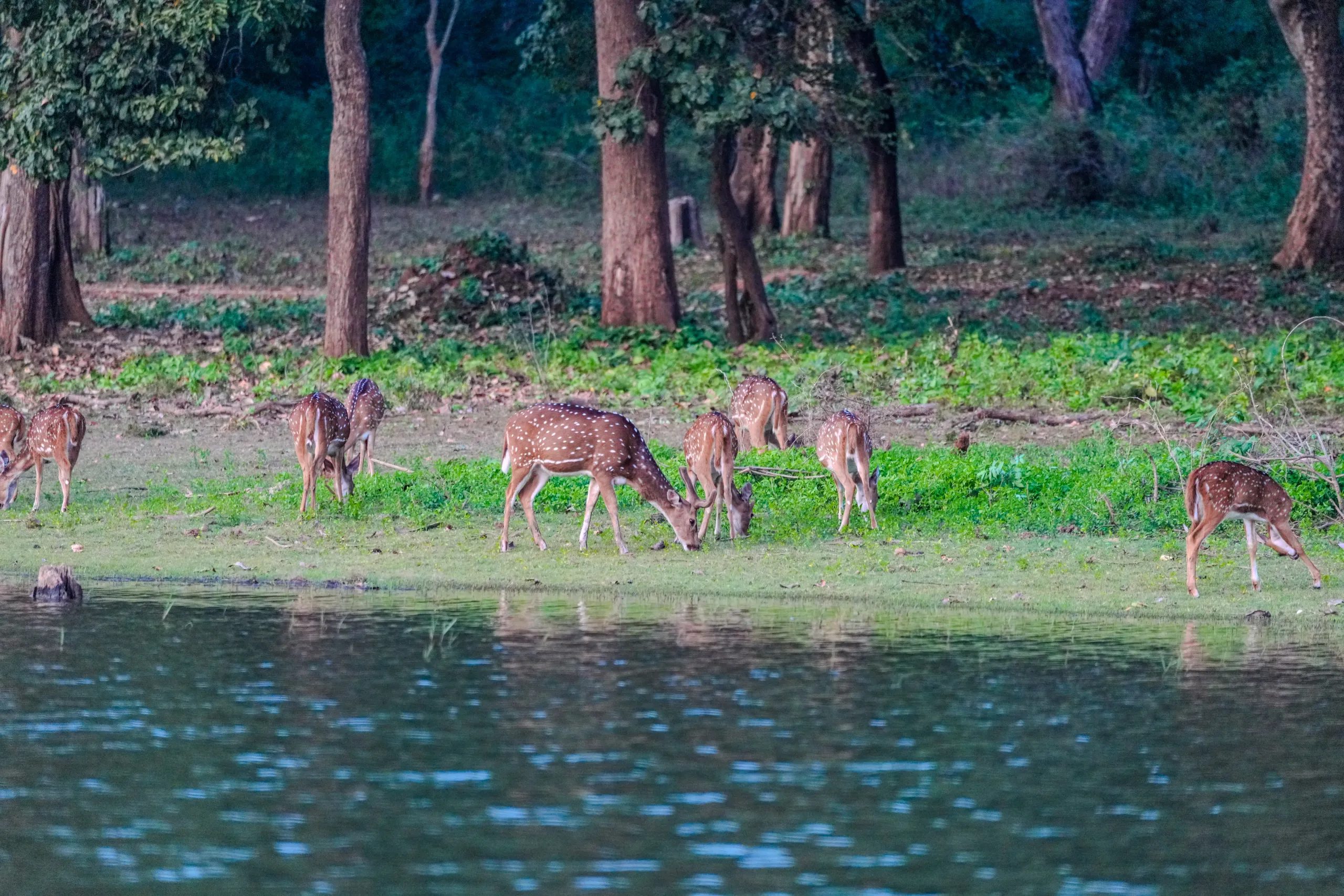 spotted-deer-grazing-kabini-backwaters-wildlife-scenery